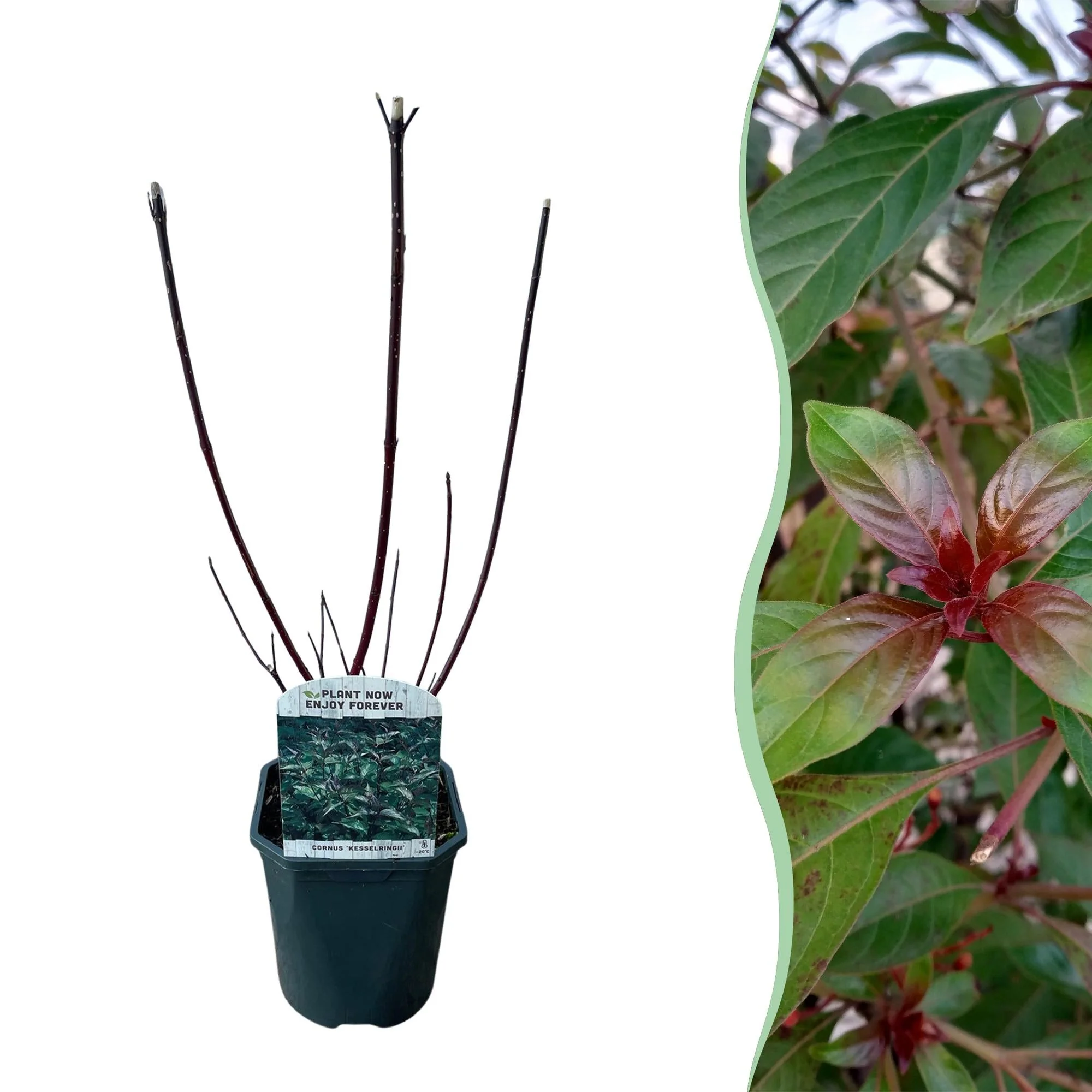 Plante D'Extérieur - Cornouiller Blanc (Cornus Alba) 'Kesselringii'