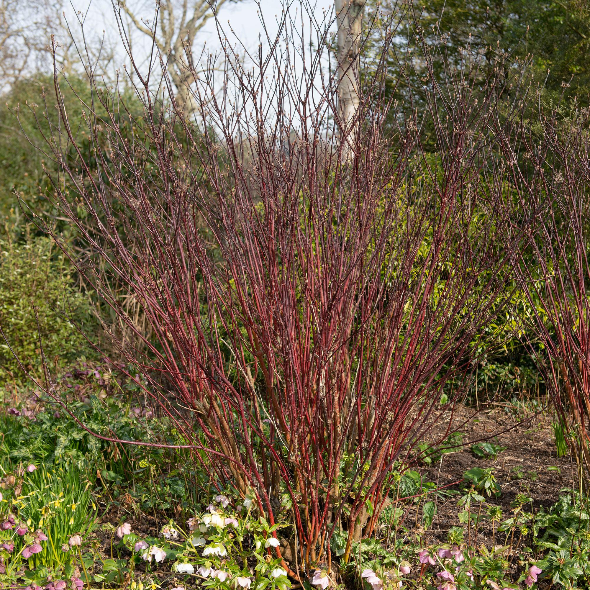 Plante D'Extérieur - Cornouiller Blanc (Cornus Alba) 'Kesselringii' - Image 4