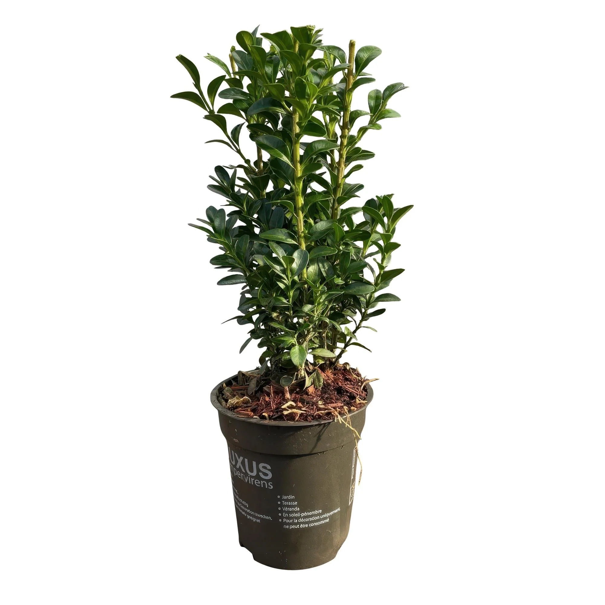 Plante D'Extérieur - Buis (Buxus Sempervirens) 'Buxus Sempervirens' - Image 2