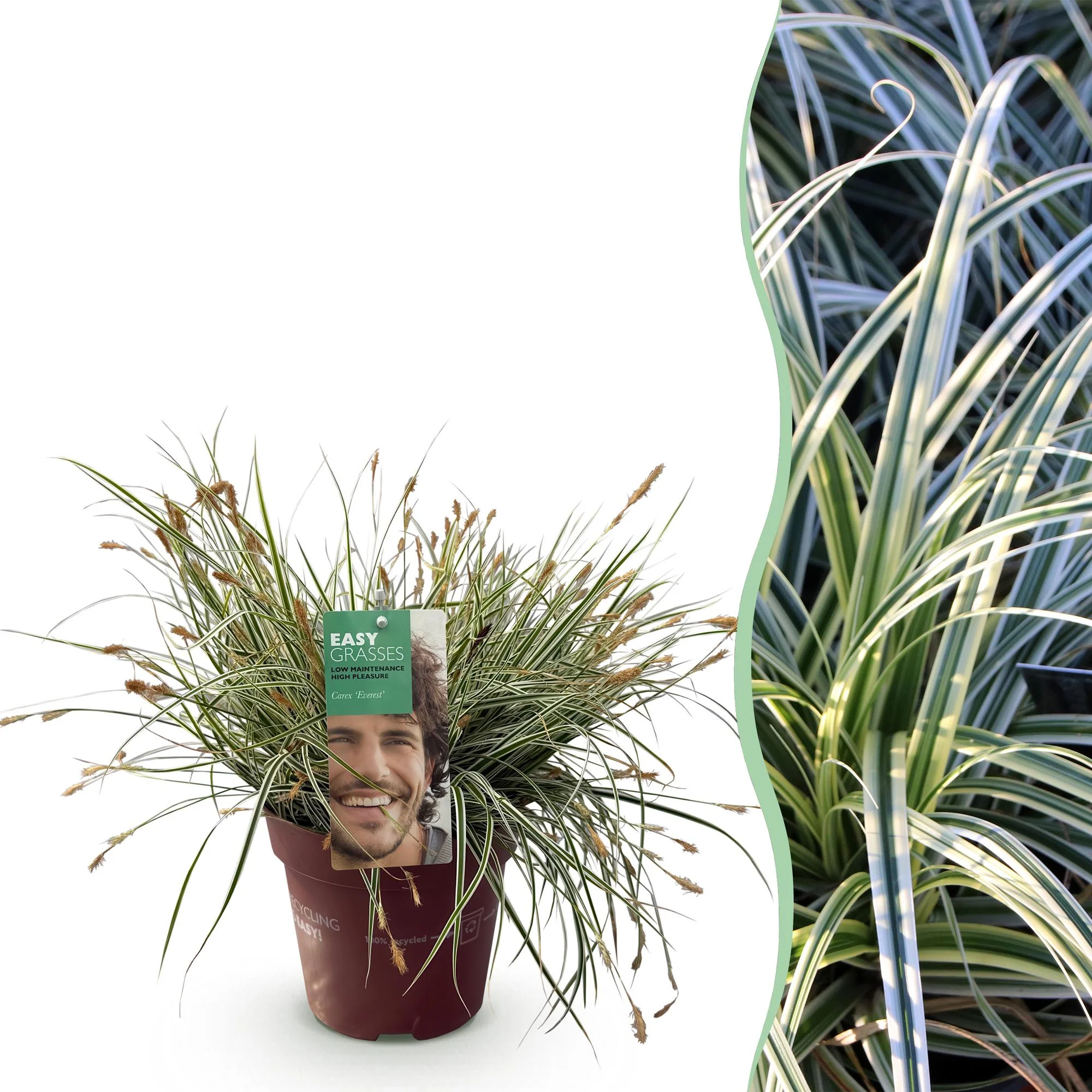 Plante D'Extérieur - Laîche Du Japon (Carex Oshimensis) 'Everest'