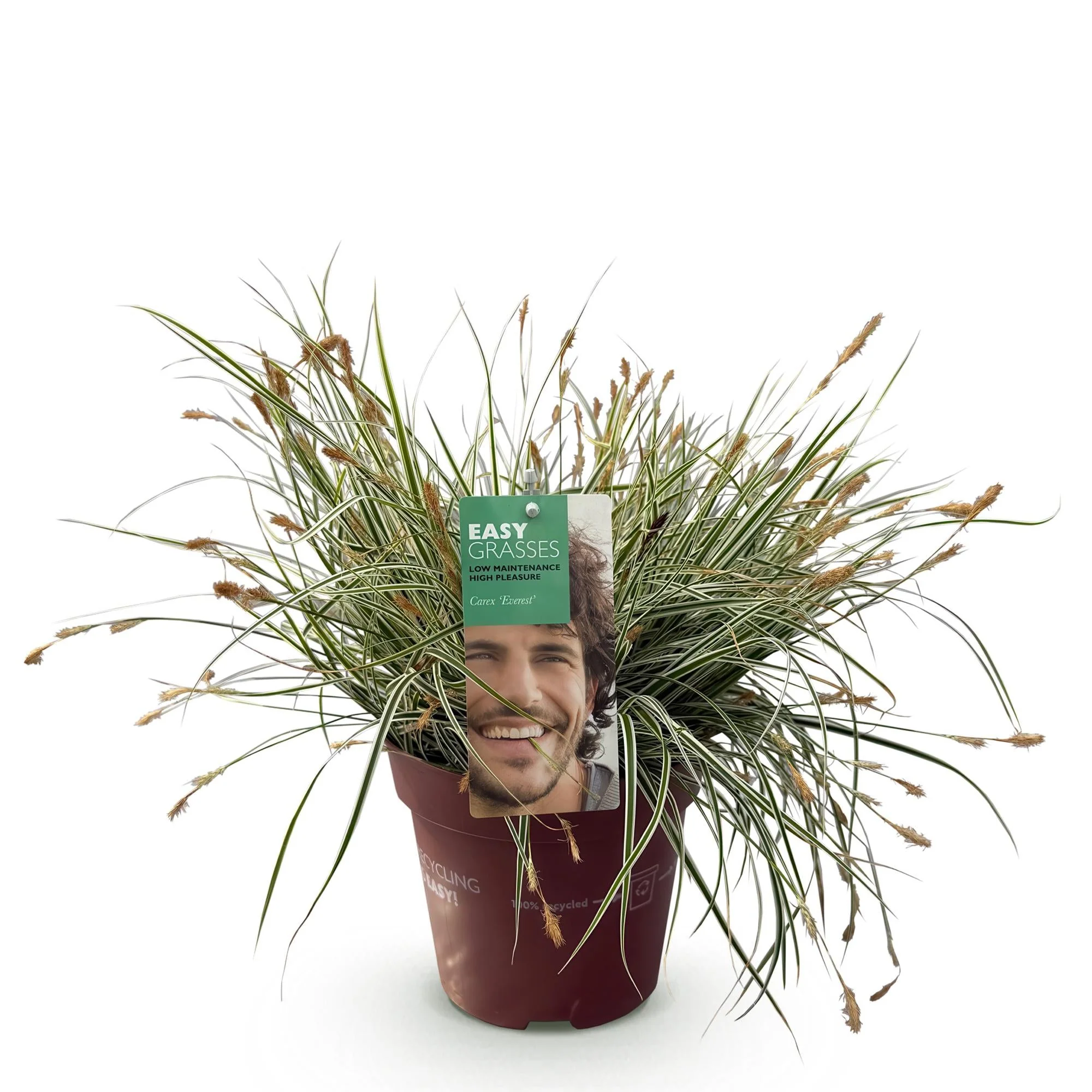 Plante D'Extérieur - Laîche Du Japon (Carex Oshimensis) 'Everest' - Image 2