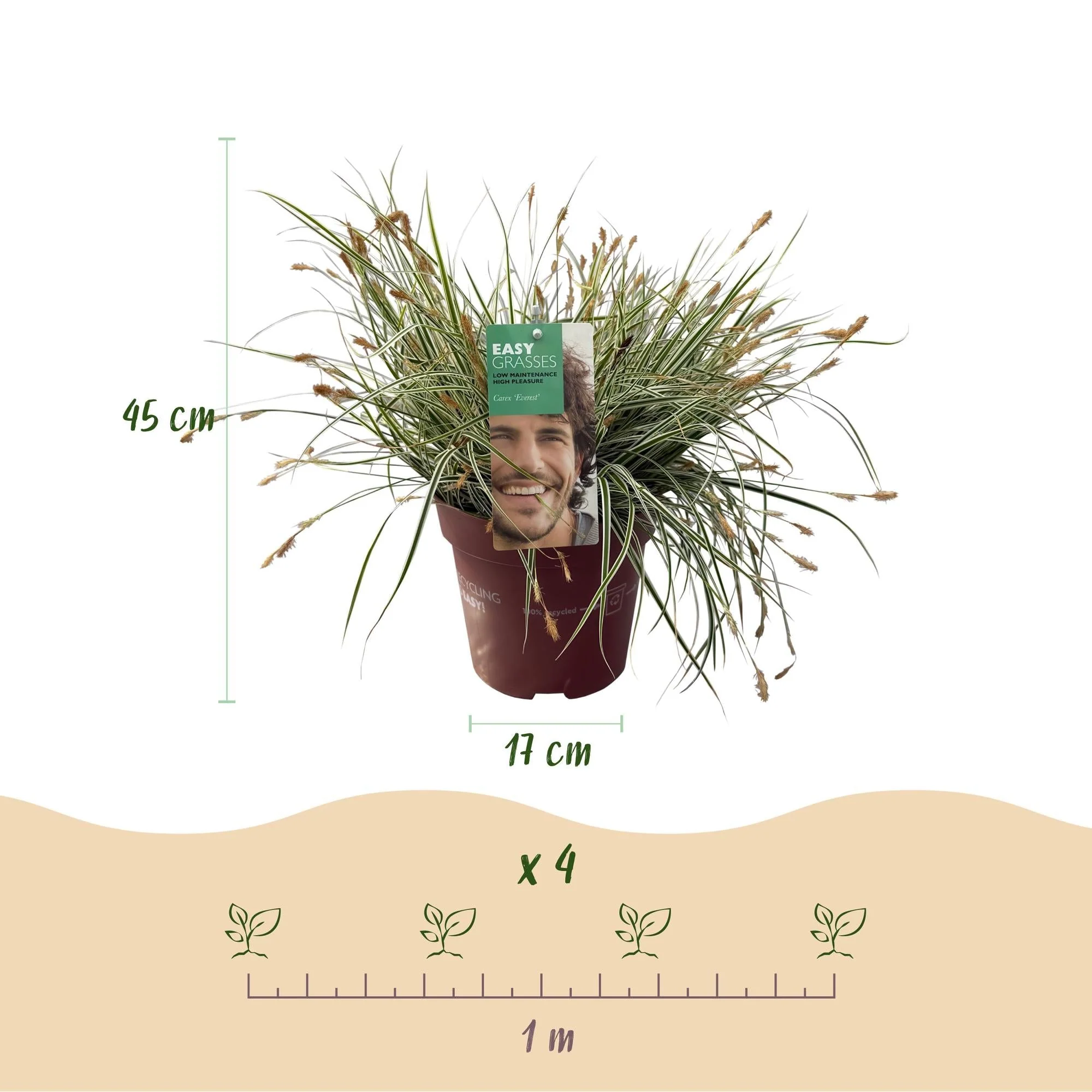 Plante D'Extérieur - Laîche Du Japon (Carex Oshimensis) 'Everest' - Image 3