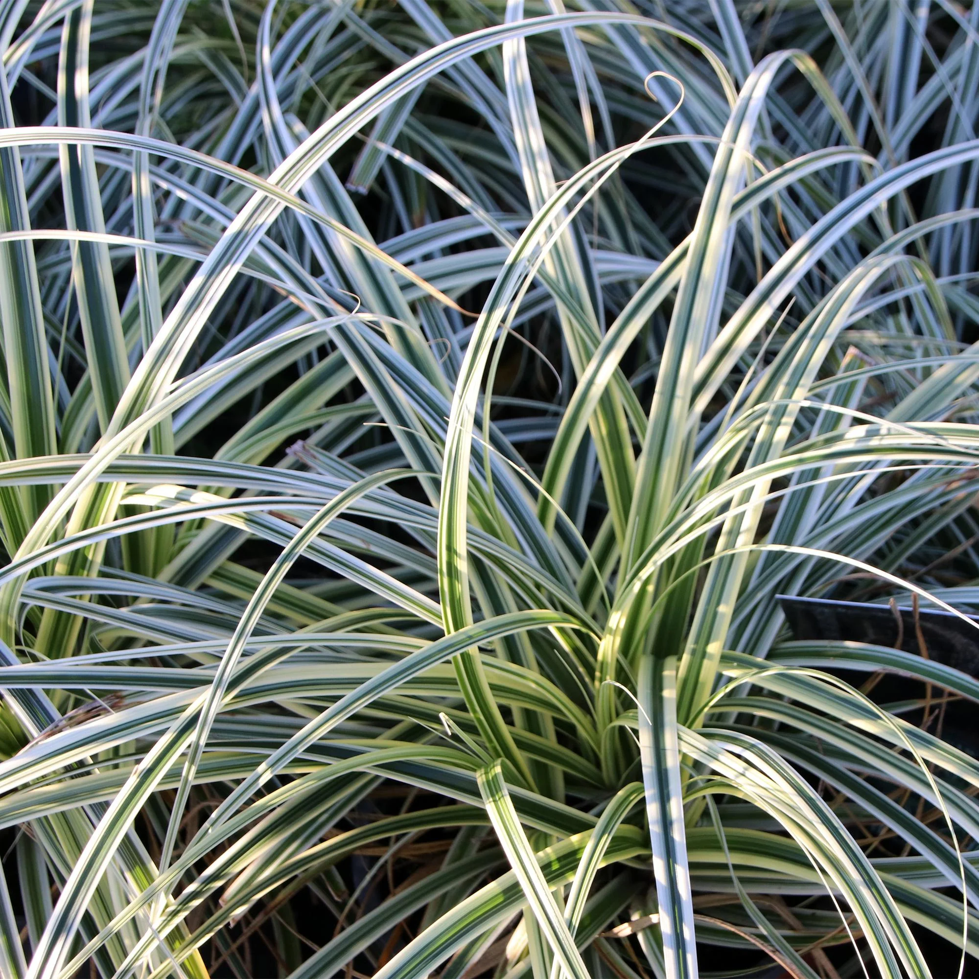 Plante D'Extérieur - Laîche Du Japon (Carex Oshimensis) 'Everest' - Image 4