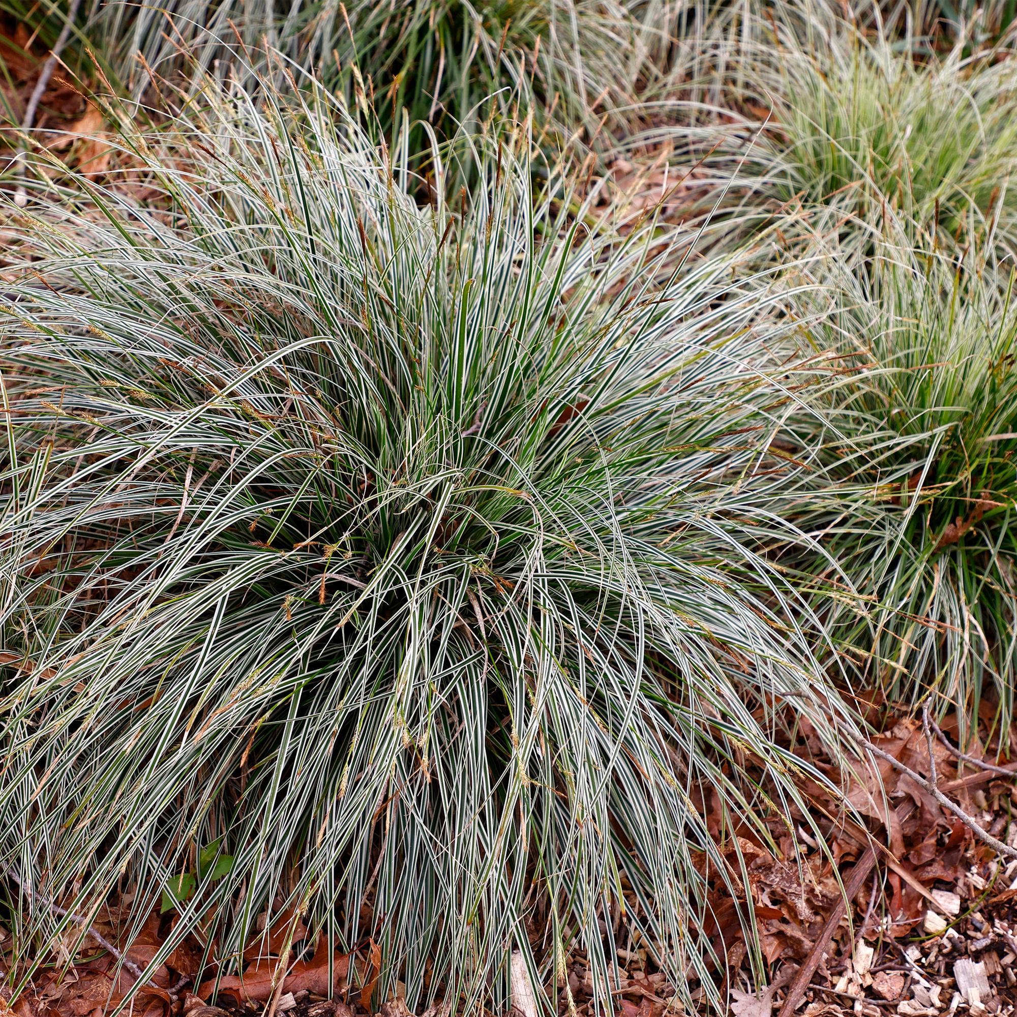 Plante D'Extérieur - Laîche Du Japon (Carex Oshimensis) 'Everest' - Image 5