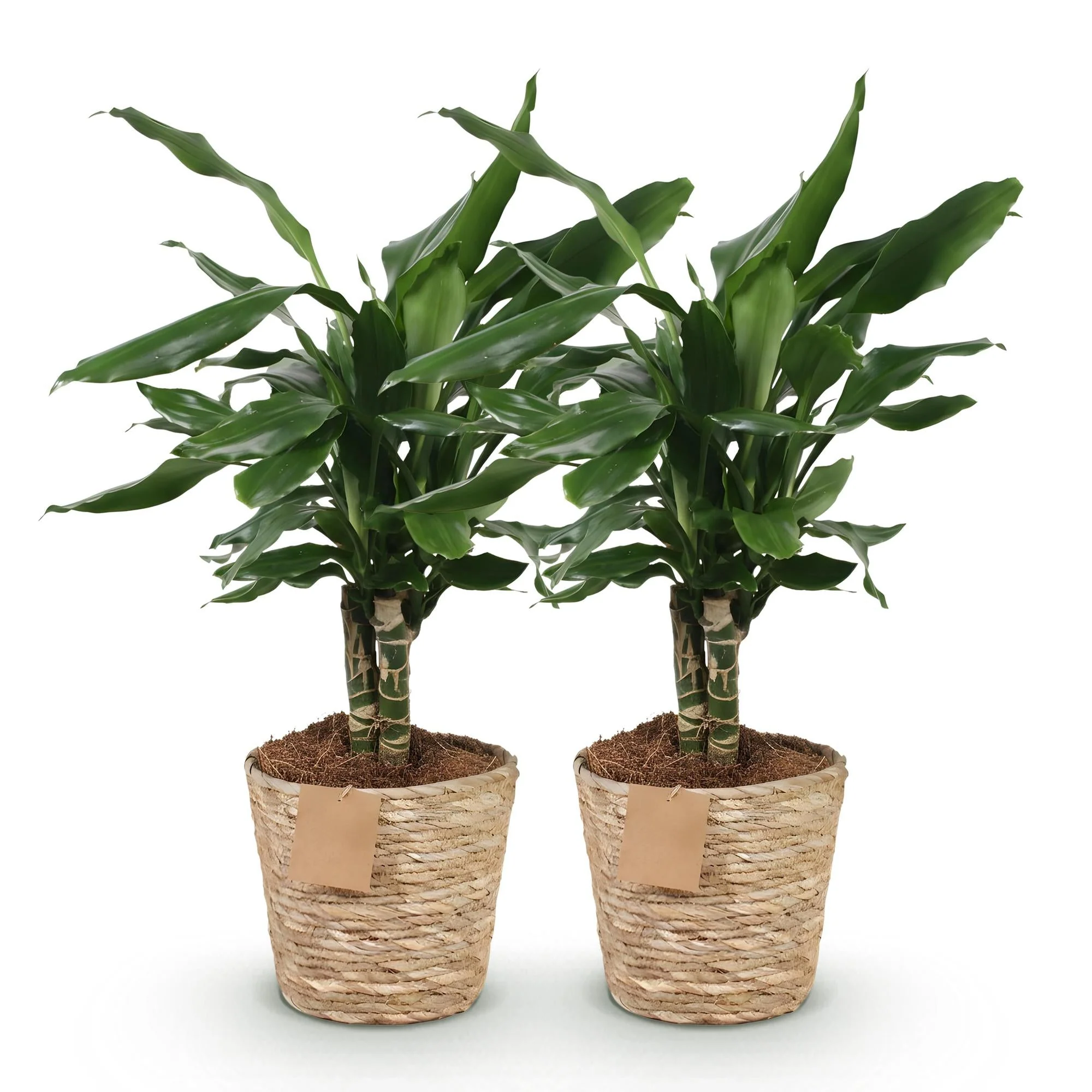 Plante D'Intérieur - Dracaena Steudneri – Lot De 2 – Pot 17Cm – Hauteur 50-55Cm - Image 3