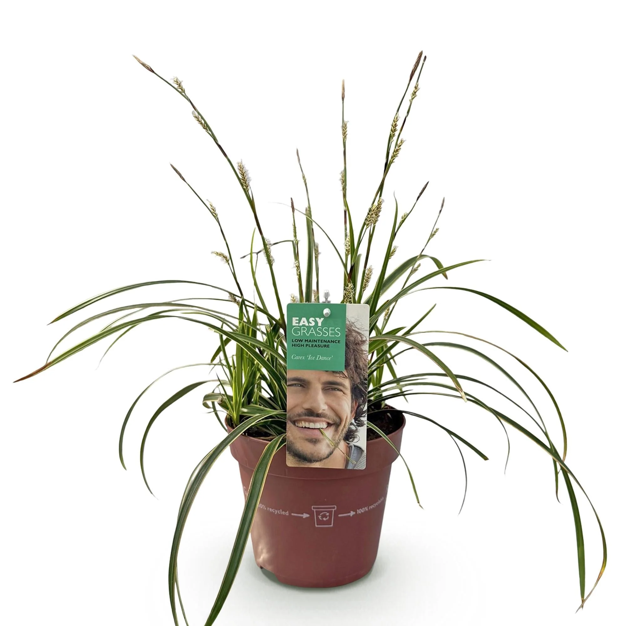 Plante D'Extérieur - Laîche Du Japon (Carex Morrowii) 'Ice Dance' - Image 2