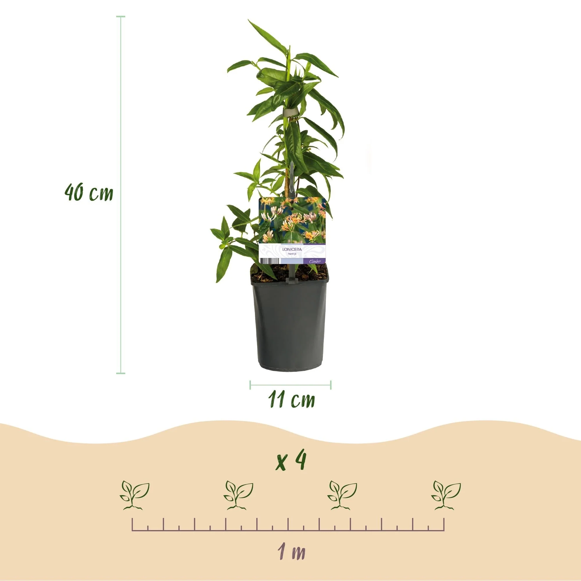 Plante D'Extérieur - Chèvrefeuille (Lonicera Henryi) '' - Image 3