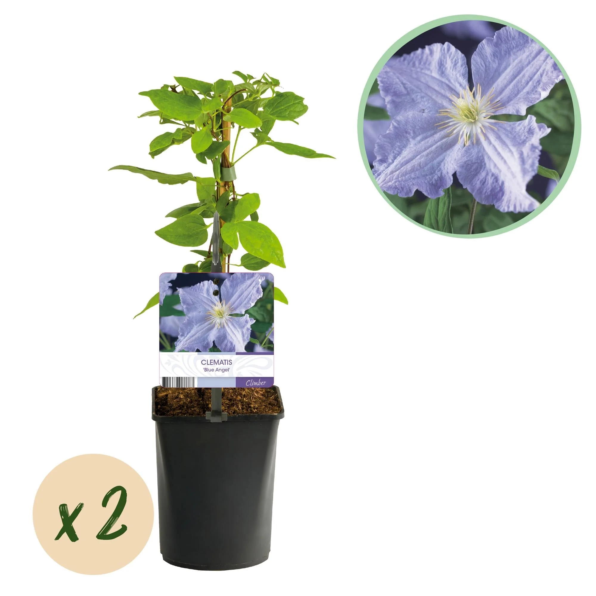 Plante D'Extérieur - Clématite (Clematis) 'Blue Angel'