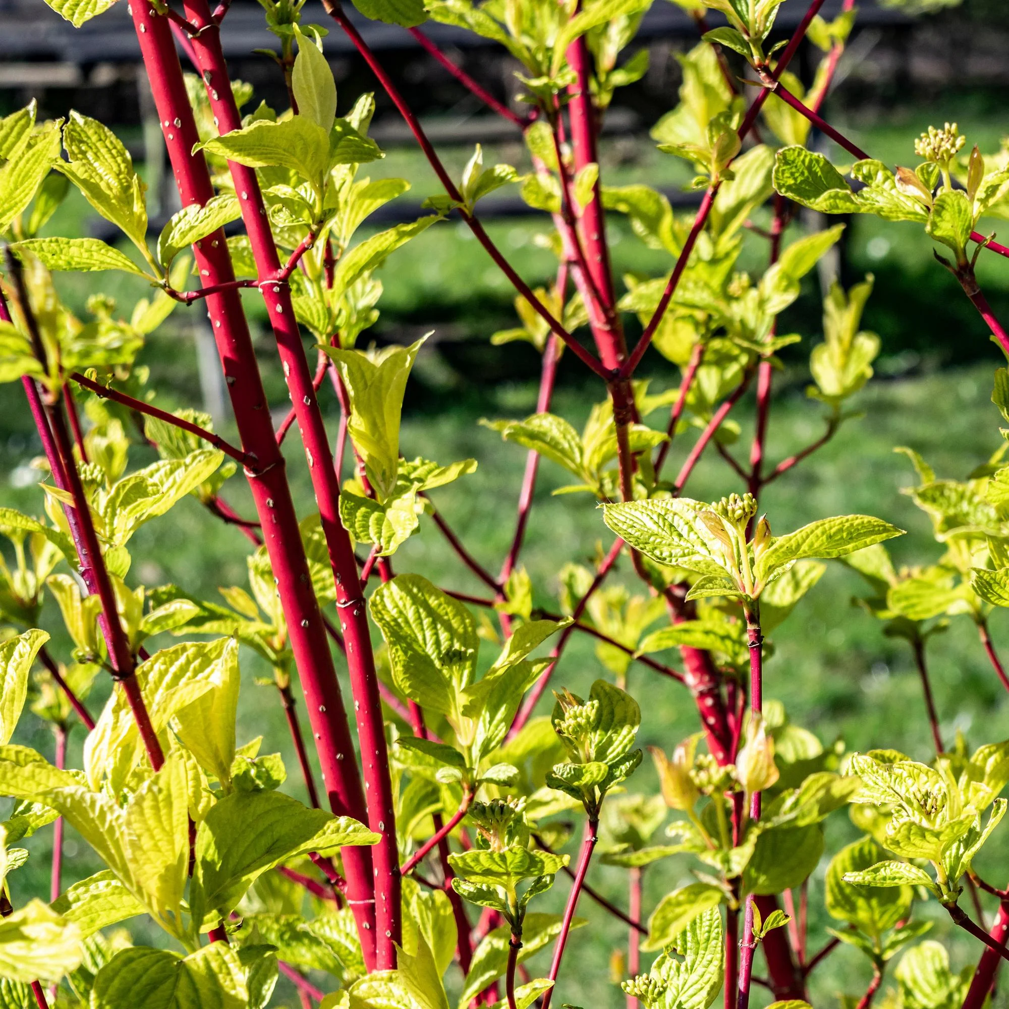Plante D'Extérieur - Cornouiller De Sibérie (Cornus Alba) 'Sibirica' - Image 4