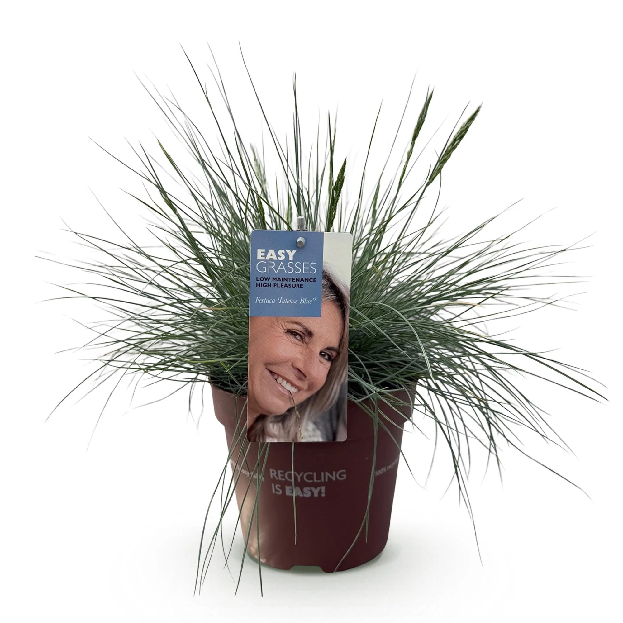Plante D'Extérieur - Fétuque Bleue (Festuca Glauca) 'Intense Blue' - Image 2