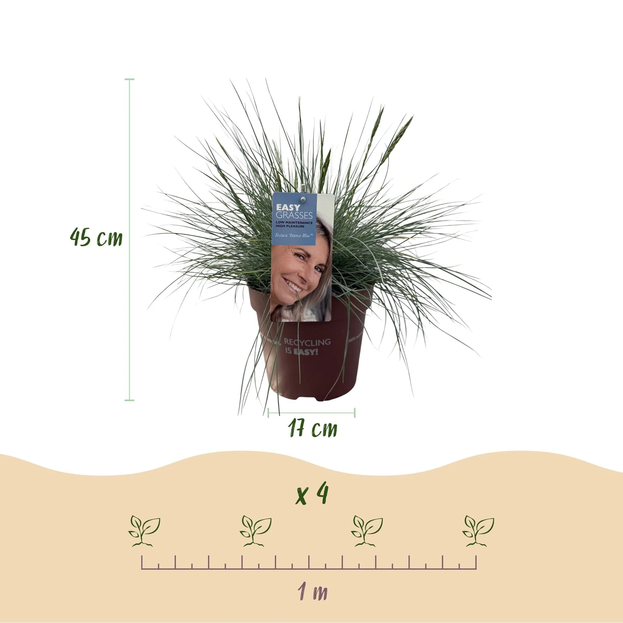 Plante D'Extérieur - Fétuque Bleue (Festuca Glauca) 'Intense Blue' - Image 3