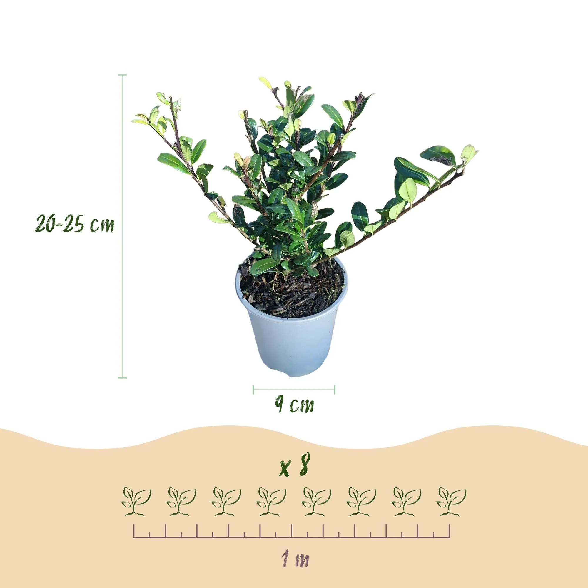 Plante D'Extérieur - Houx Du Japon (Ilex Crenata) 'Ilex Crenata' - Image 3