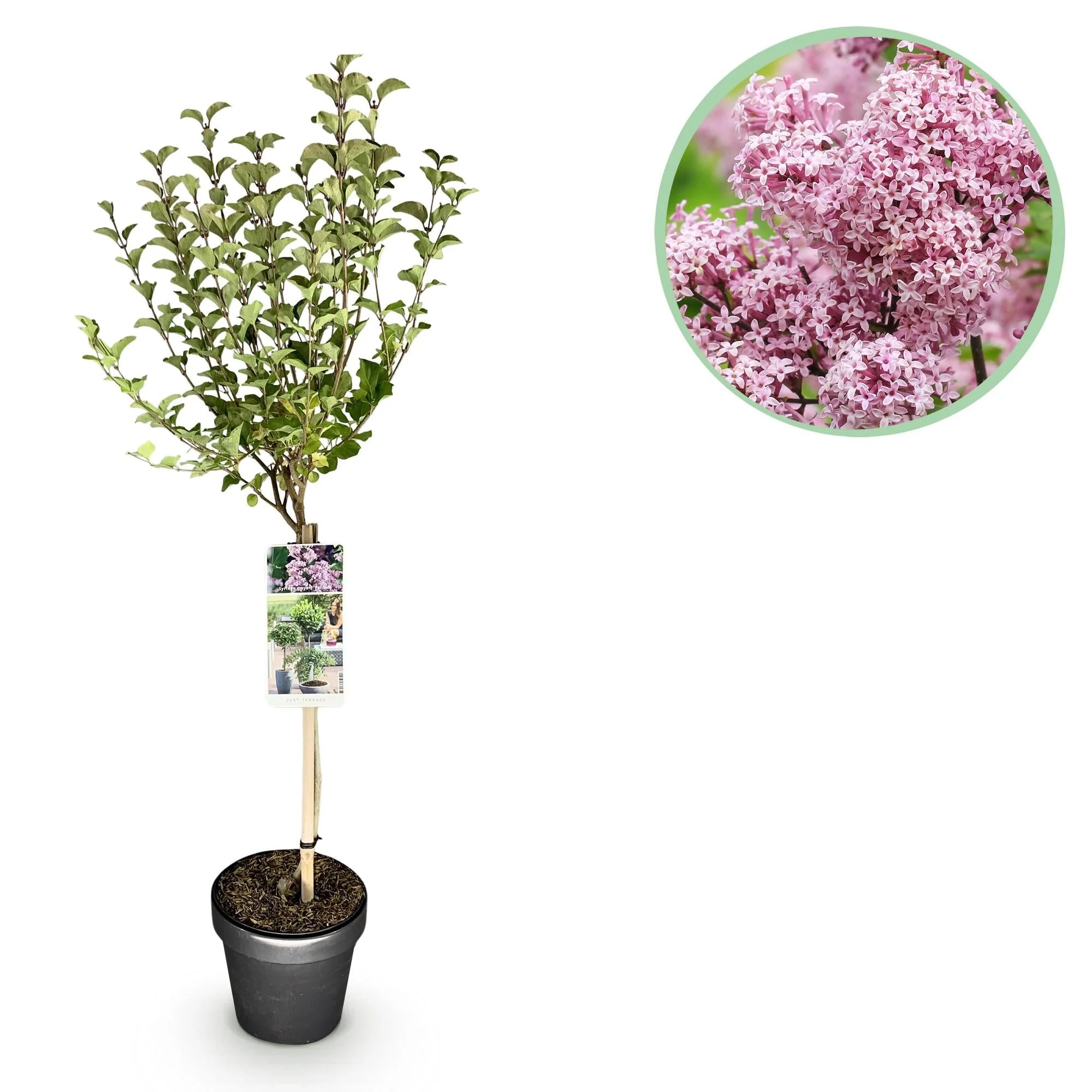 Plante D'Extérieur - Lilas De Meyer (Syringa Meyeri) 'Palibin'