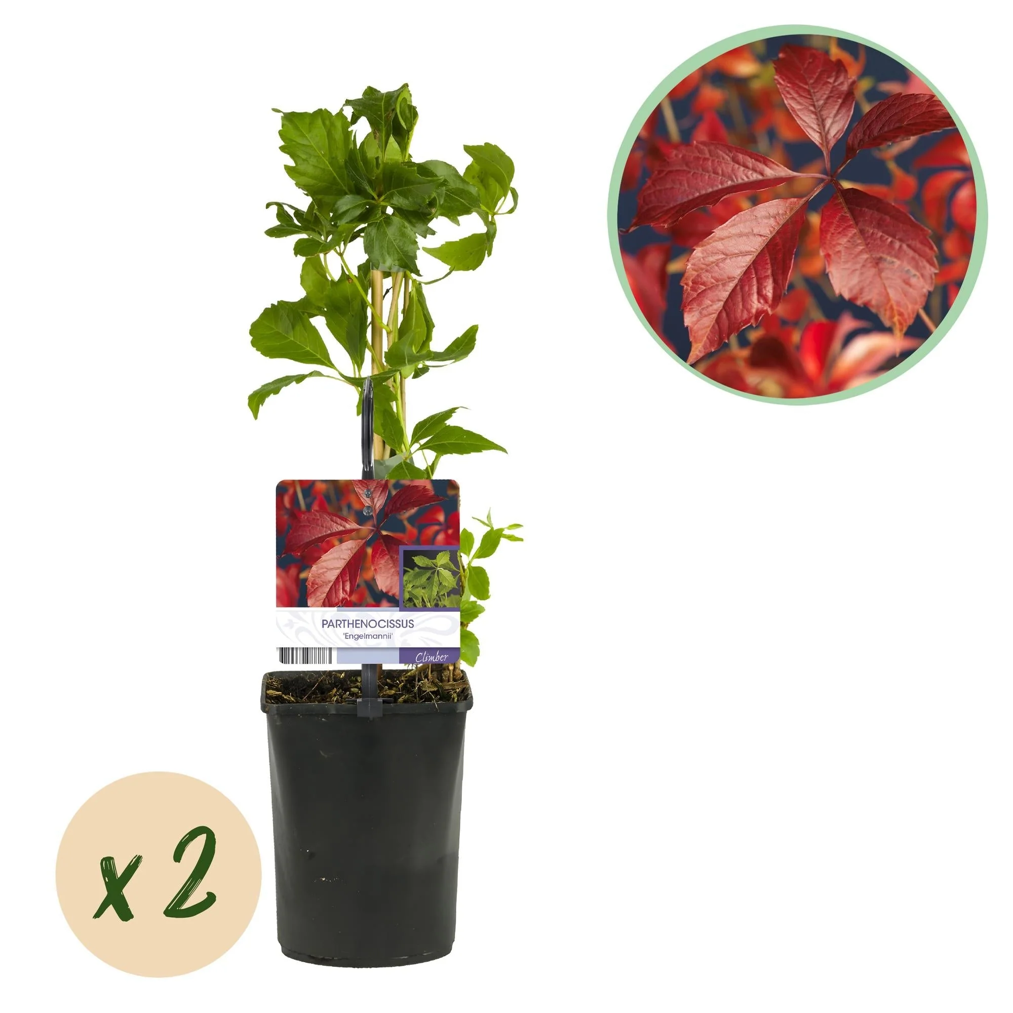 Plante D'Extérieur - Vigne Vierge (Parthenocissus Quinquefolia) 'Engelmannii'