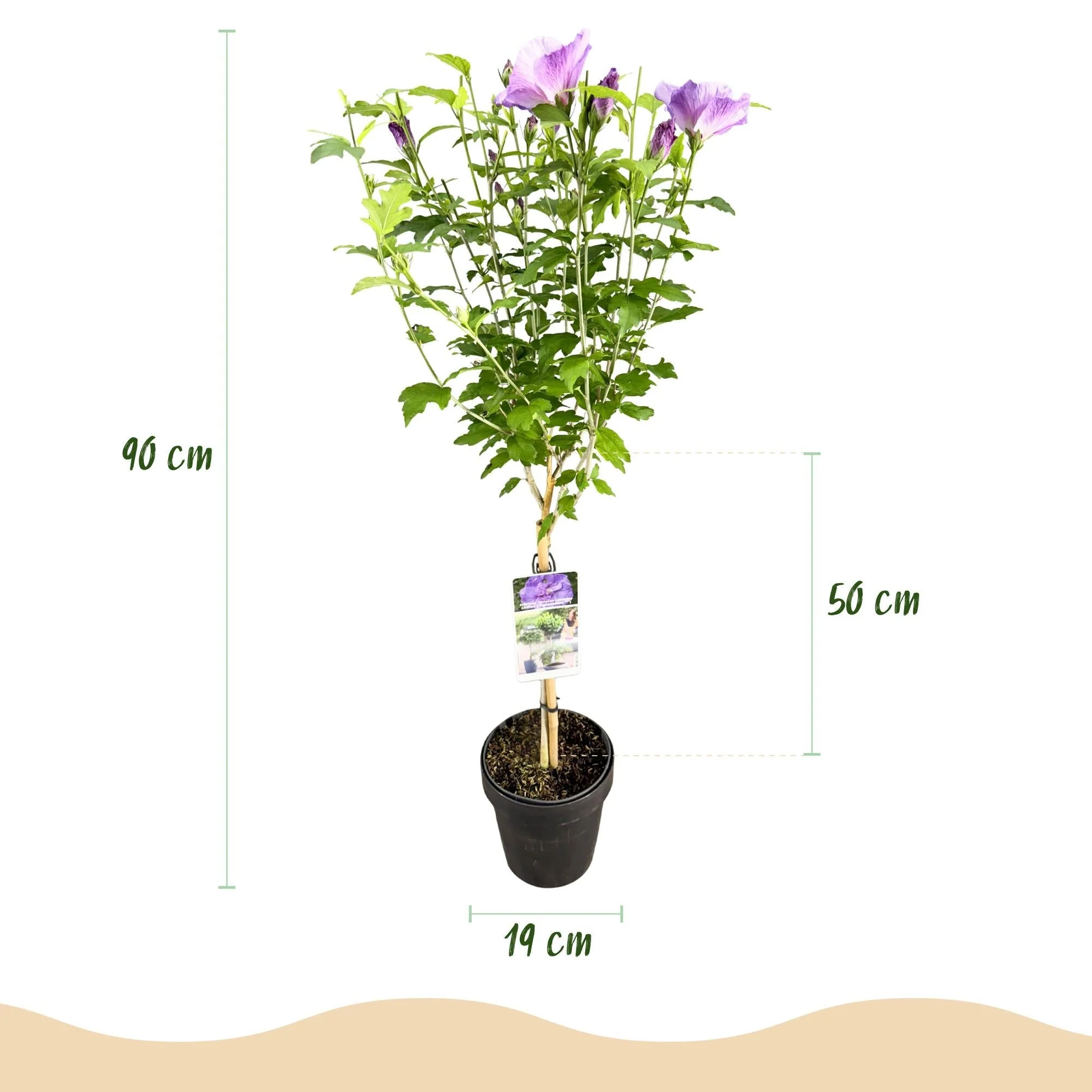 Plante D'Extérieur - Althéa (Hibiscus Syriacus) 'Lavendor Chiffon' - Image 3