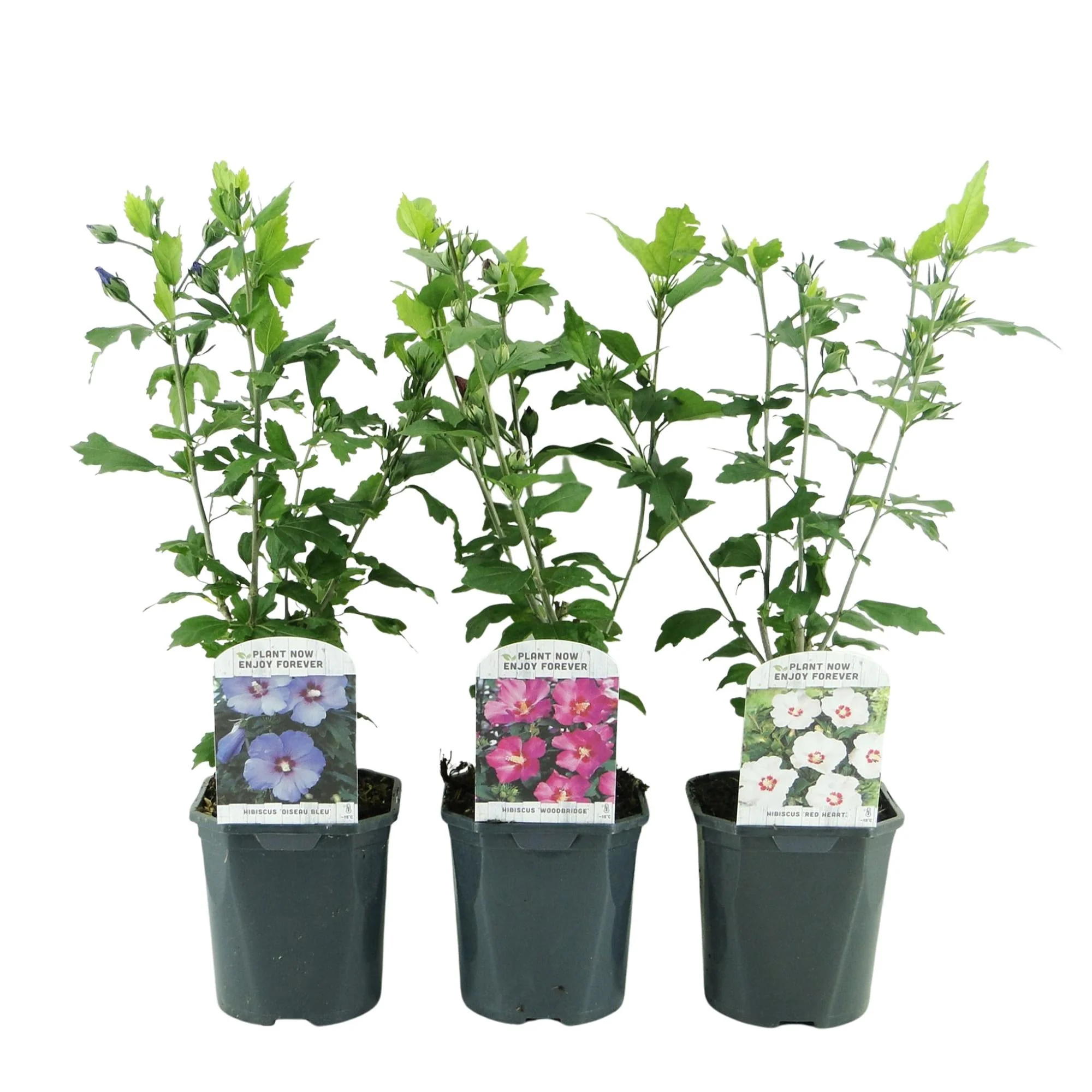 Plante D'Extérieur - Althéa (Hibiscus Syriacus) 'Tricolour' - Image 2