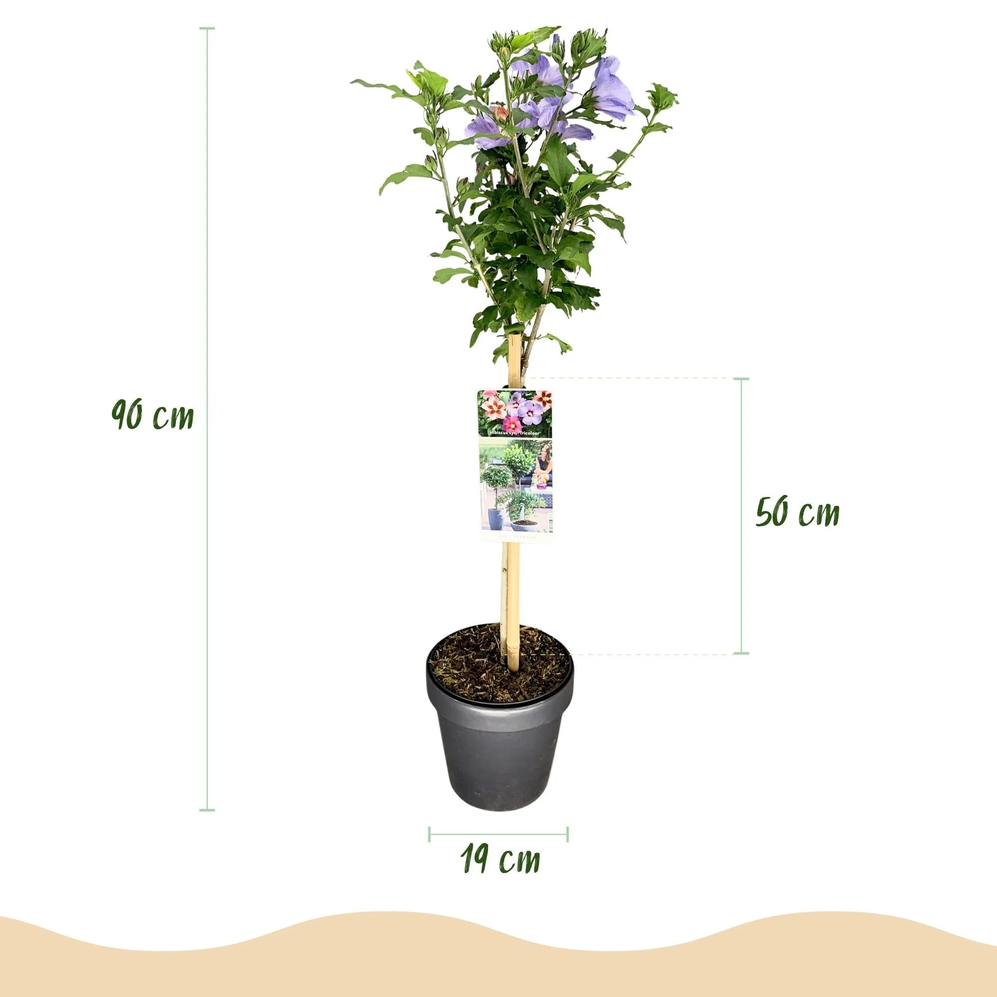 Plante D'Extérieur - Althéa (Hibiscus Syriacus) 'Tricolour' - Image 3