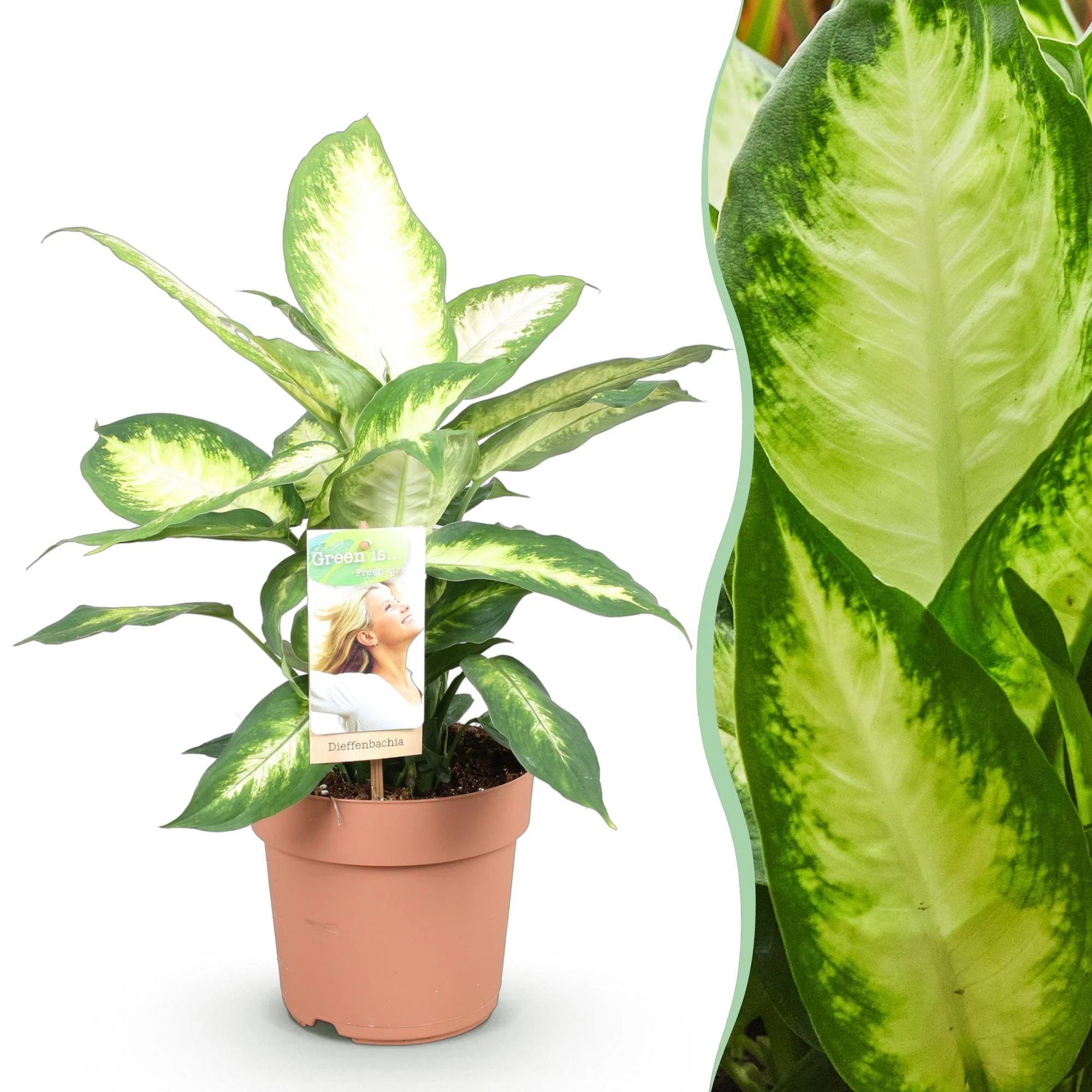 Plante D'Intérieur - Diefenbachia Camilla Et Panier - Image 4