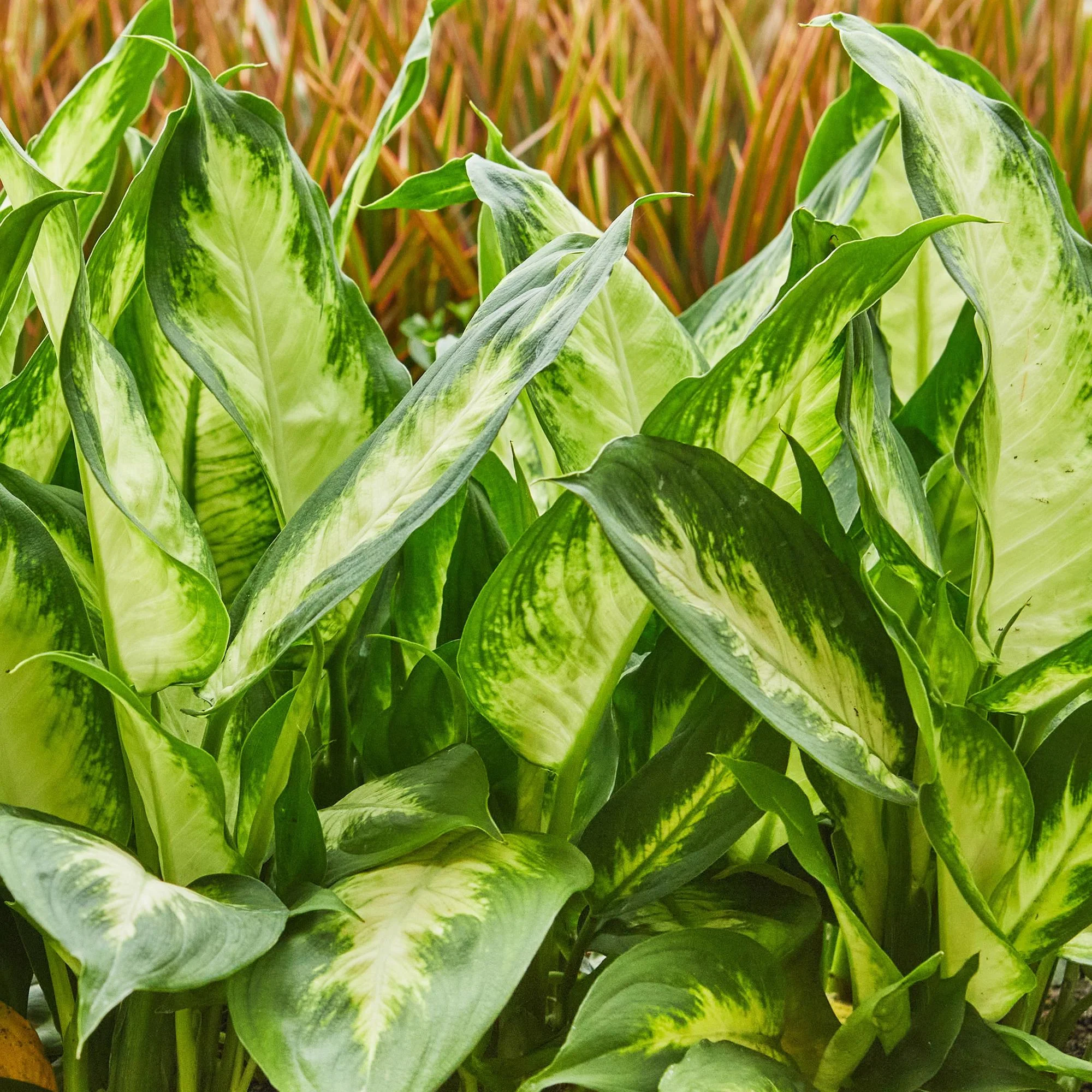 Plante D'Intérieur - Dieffenbachia Camilla Et Pot - Image 4
