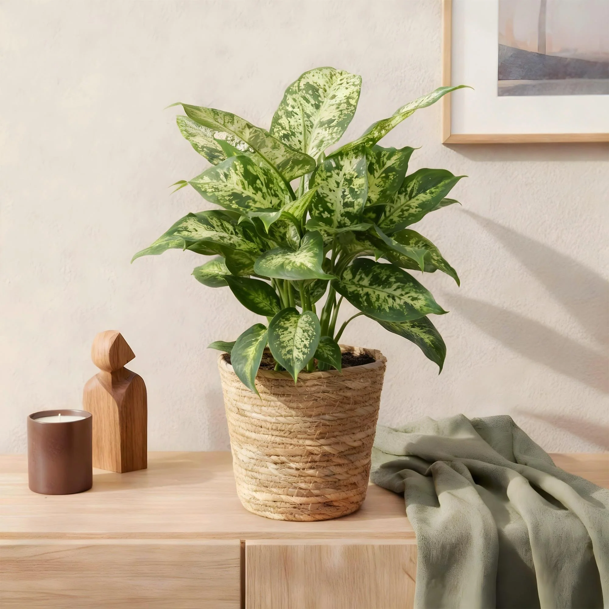 Plante D'Intérieur - Dieffenbachia Compacta – Lot De 2 – Pot 17 Cm