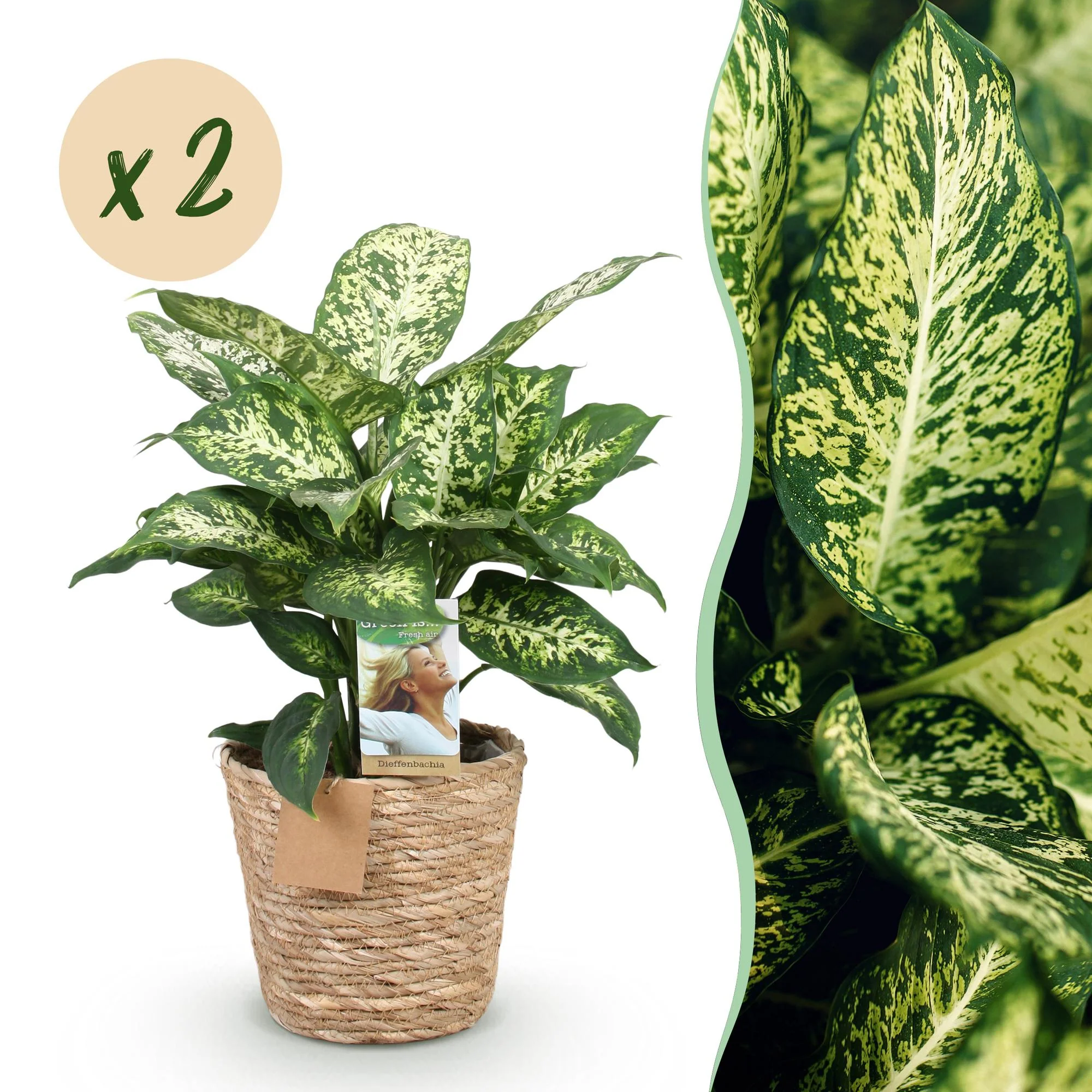 Plante D'Intérieur - Dieffenbachia Compacta – Lot De 2 – Pot 17 Cm - Image 2
