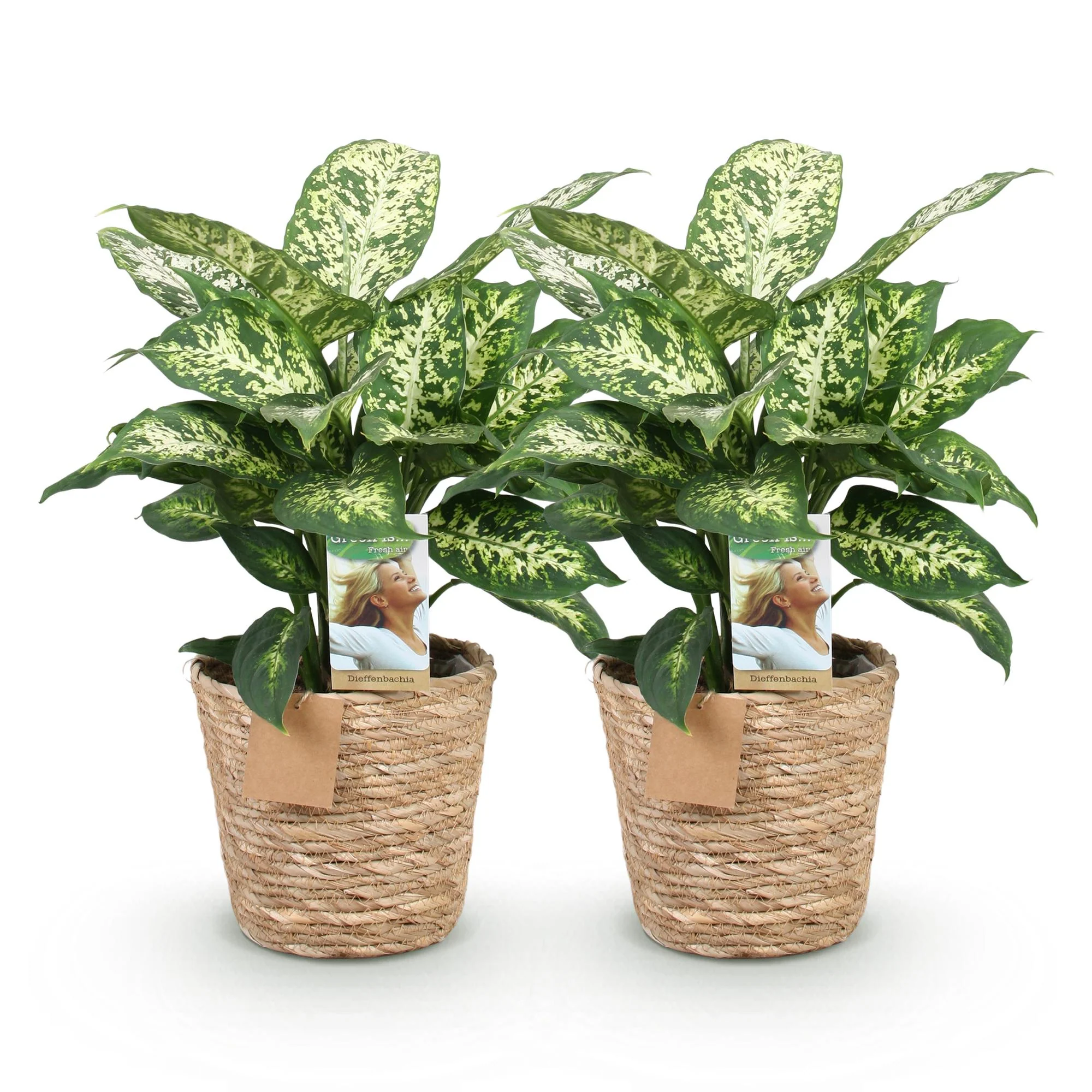 Plante D'Intérieur - Dieffenbachia Compacta – Lot De 2 – Pot 17 Cm - Image 3