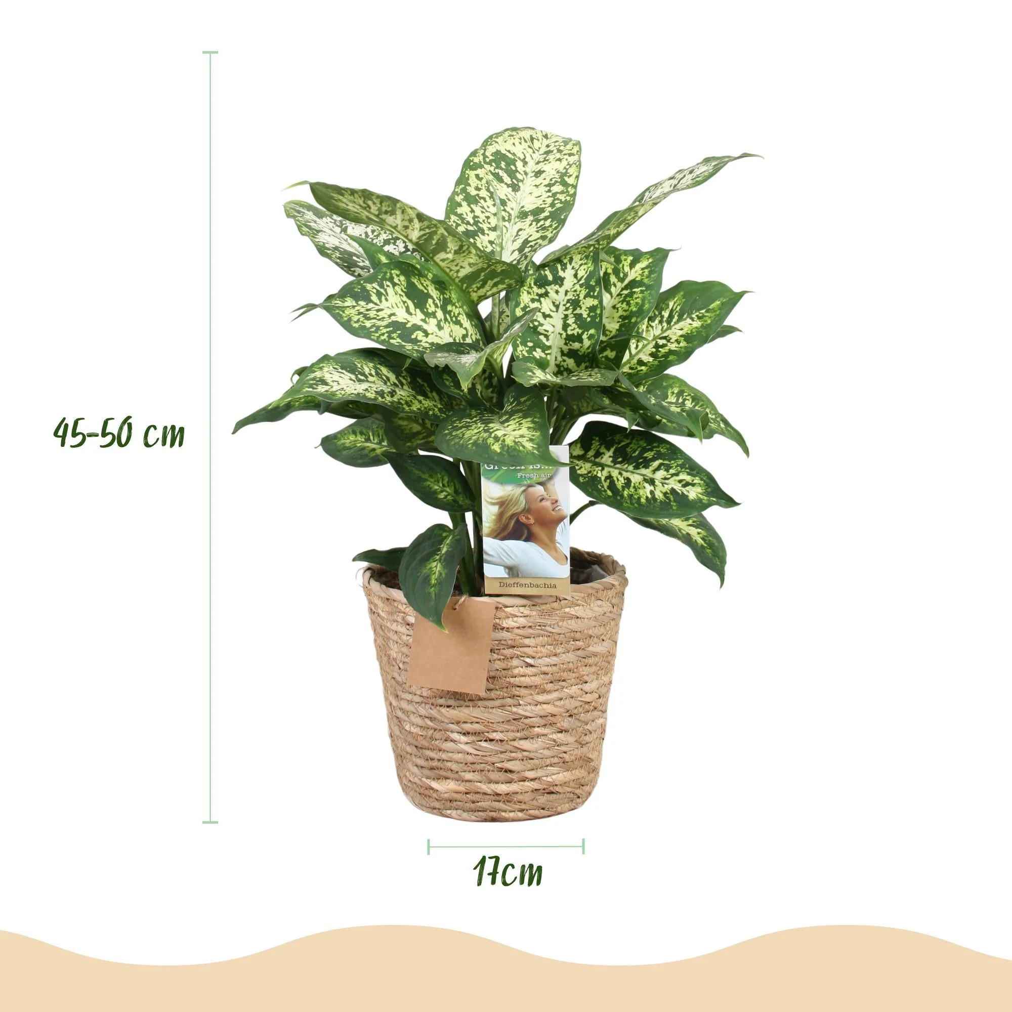 Plante D'Intérieur - Dieffenbachia Compacta – Lot De 2 – Pot 17 Cm - Image 4