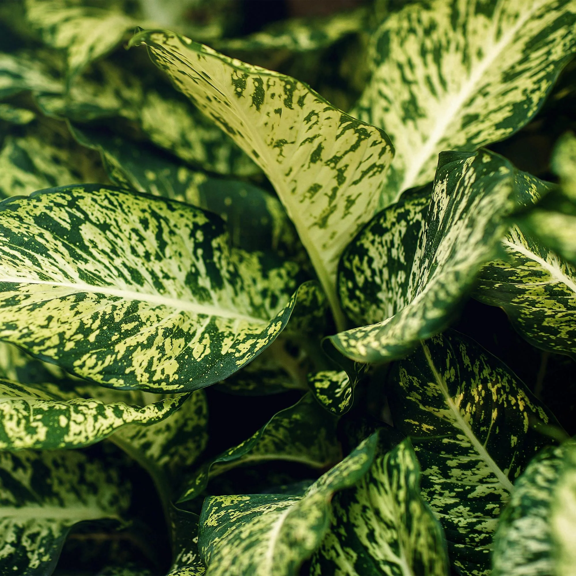 Plante D'Intérieur - Dieffenbachia Compacta – Lot De 2 – Pot 17 Cm - Image 5