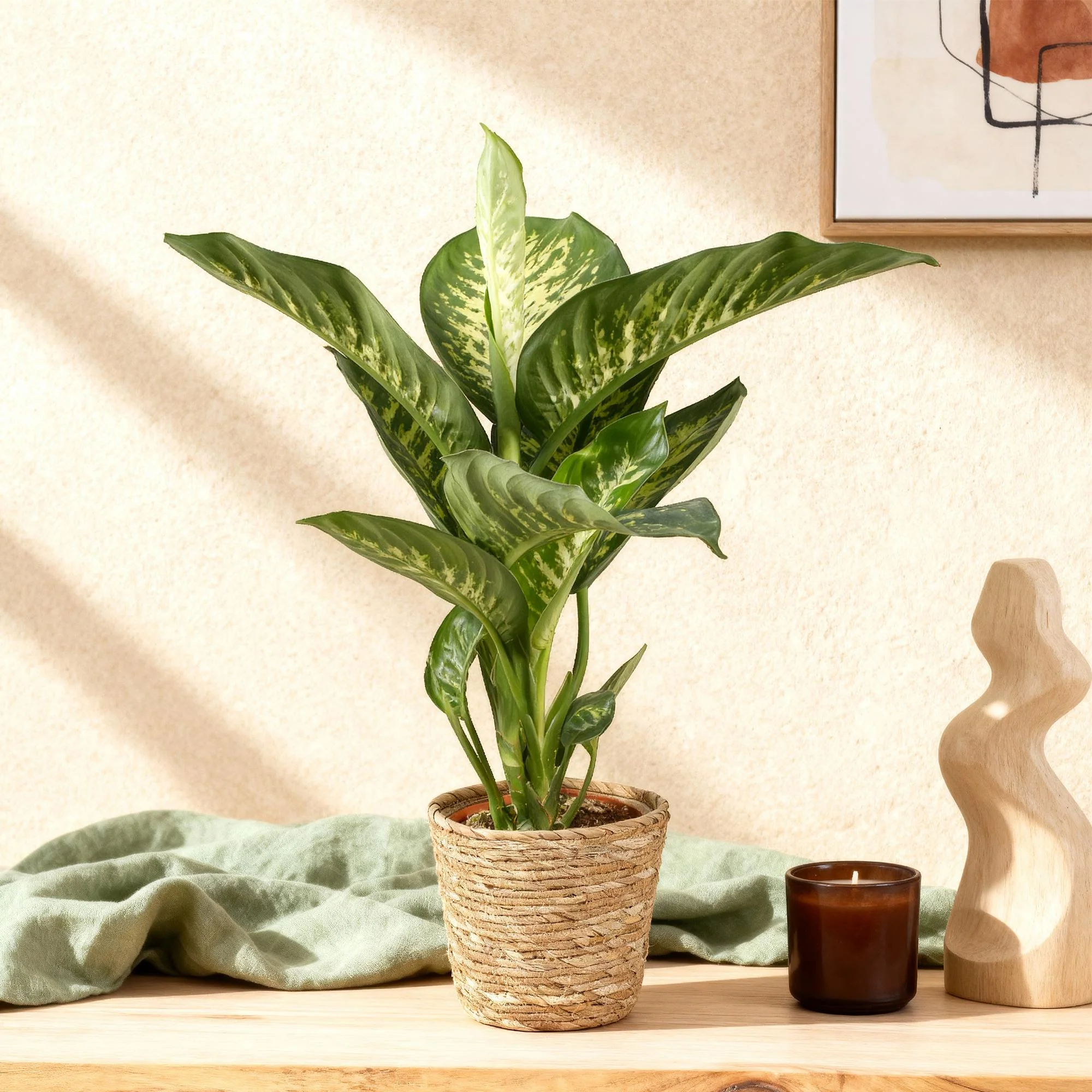 Plante D'Intérieur - Dieffenbachia Tropic Snow