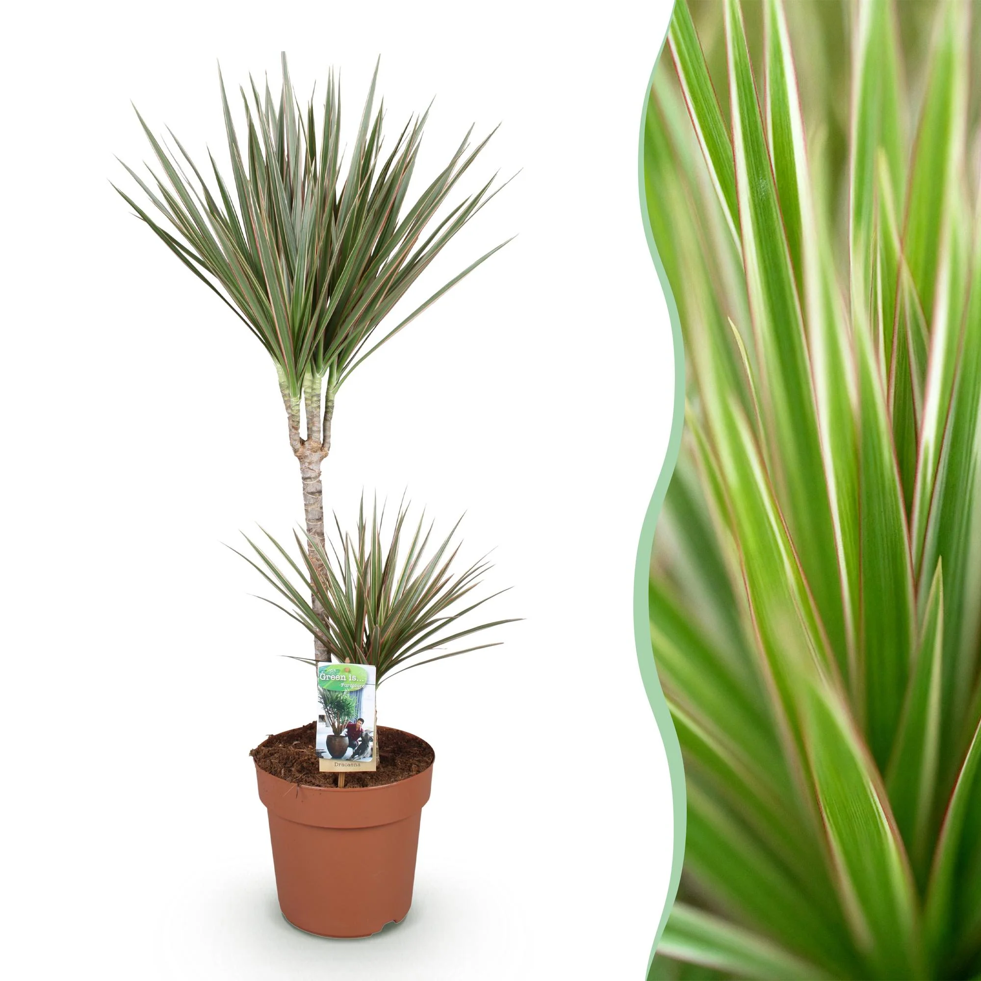 Plante D'Intérieur - Dracaena Marginata Bicolor - Image 2