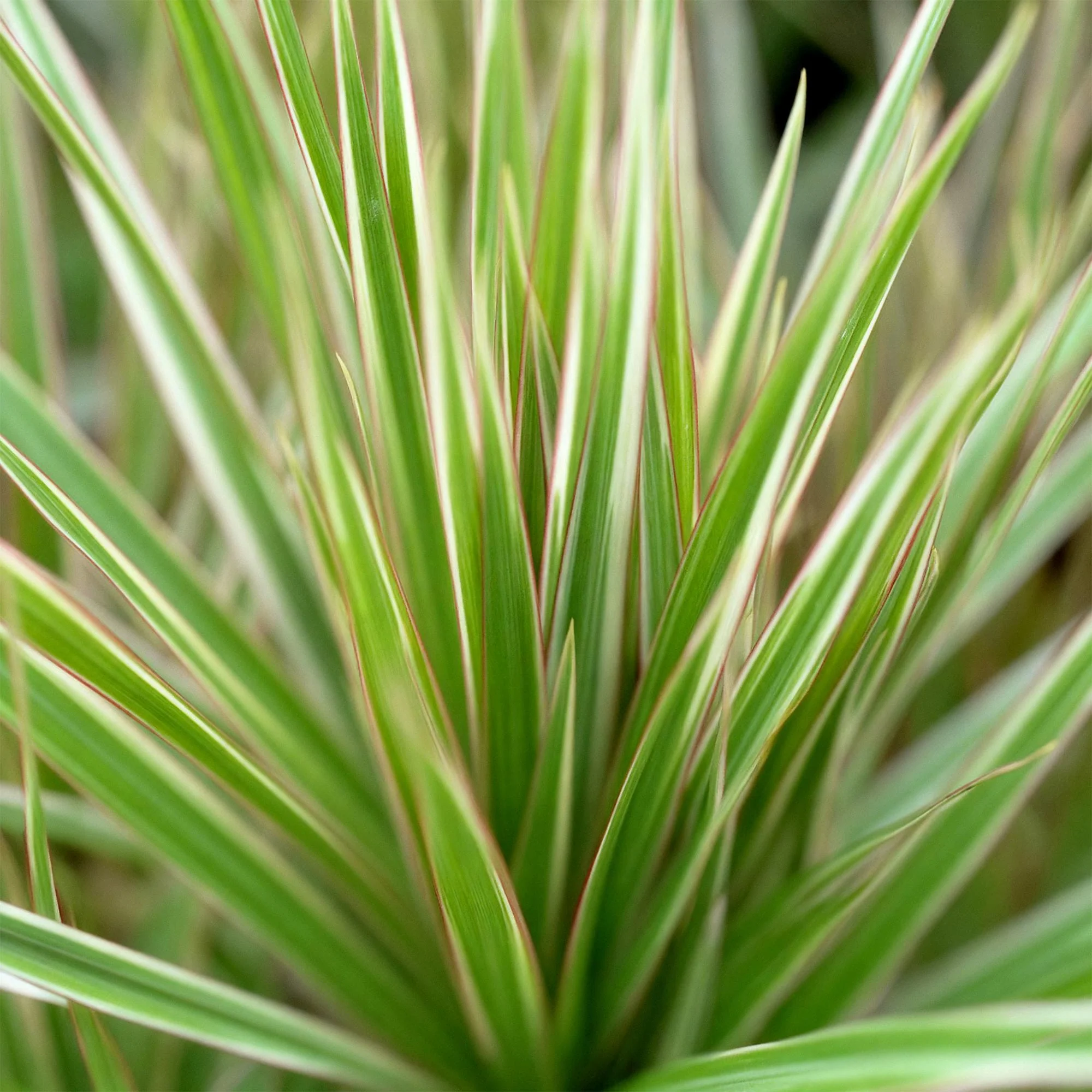 Plante D'Intérieur - Dracaena Marginata Bicolor - Image 5