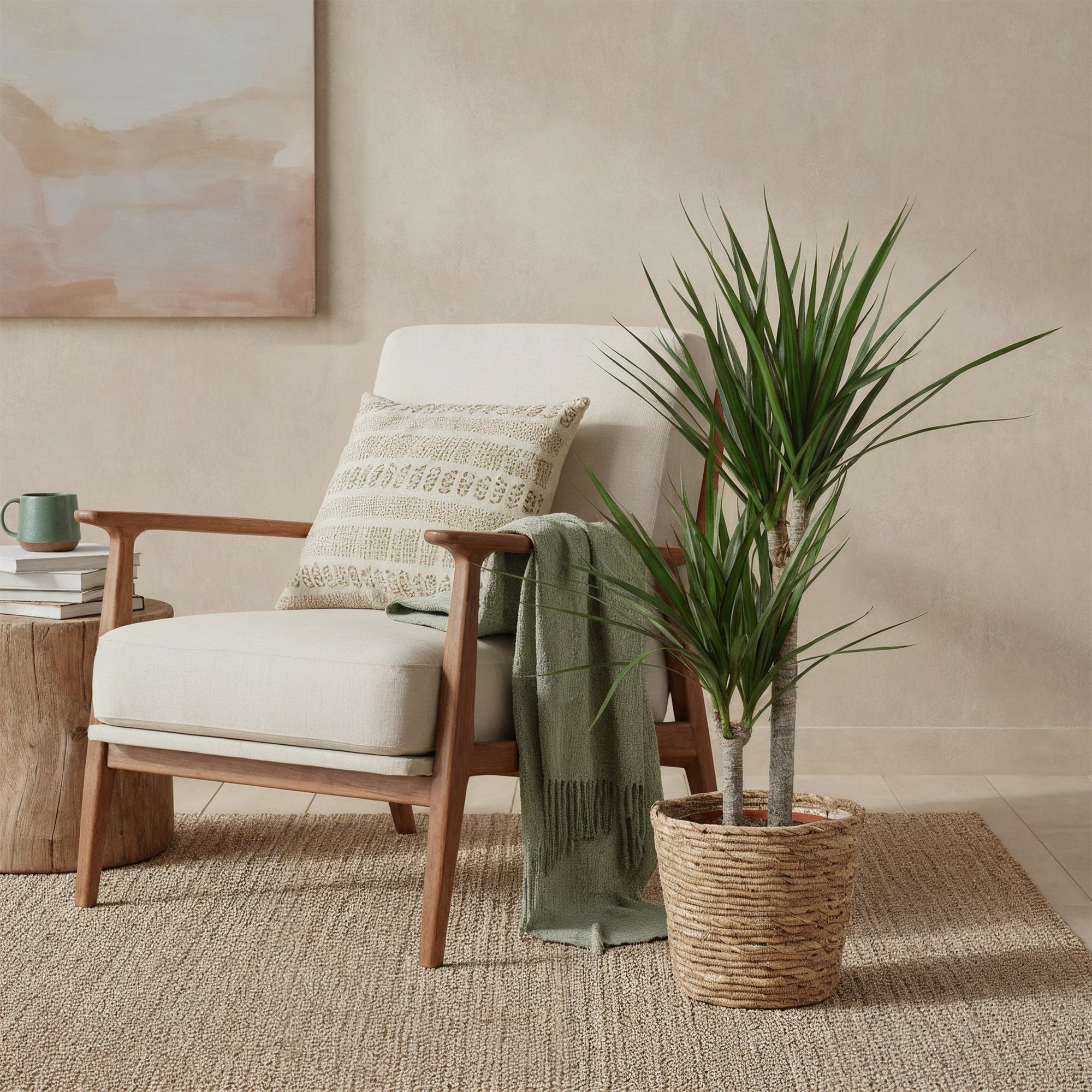 Plante D'Intérieur - Dracaena Marginata Et Pot