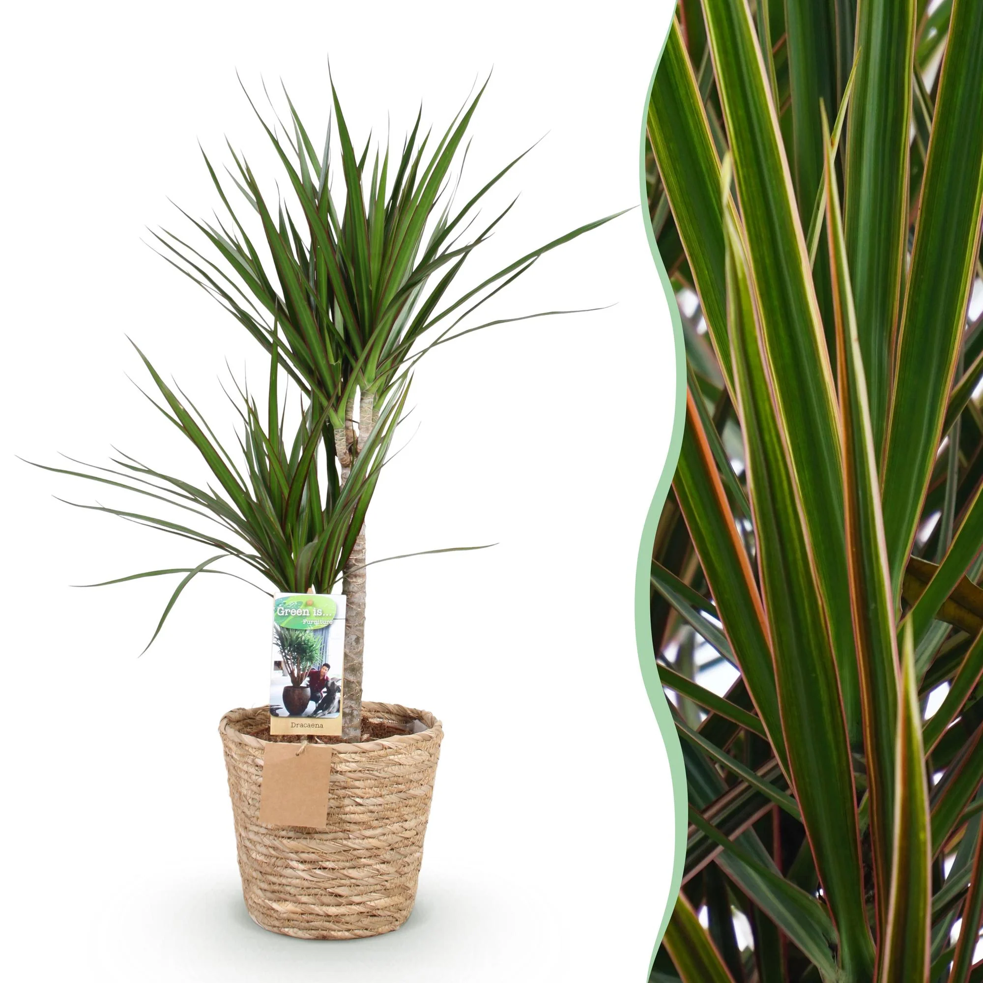 Plante D'Intérieur - Dracaena Marginata Et Pot - Image 2