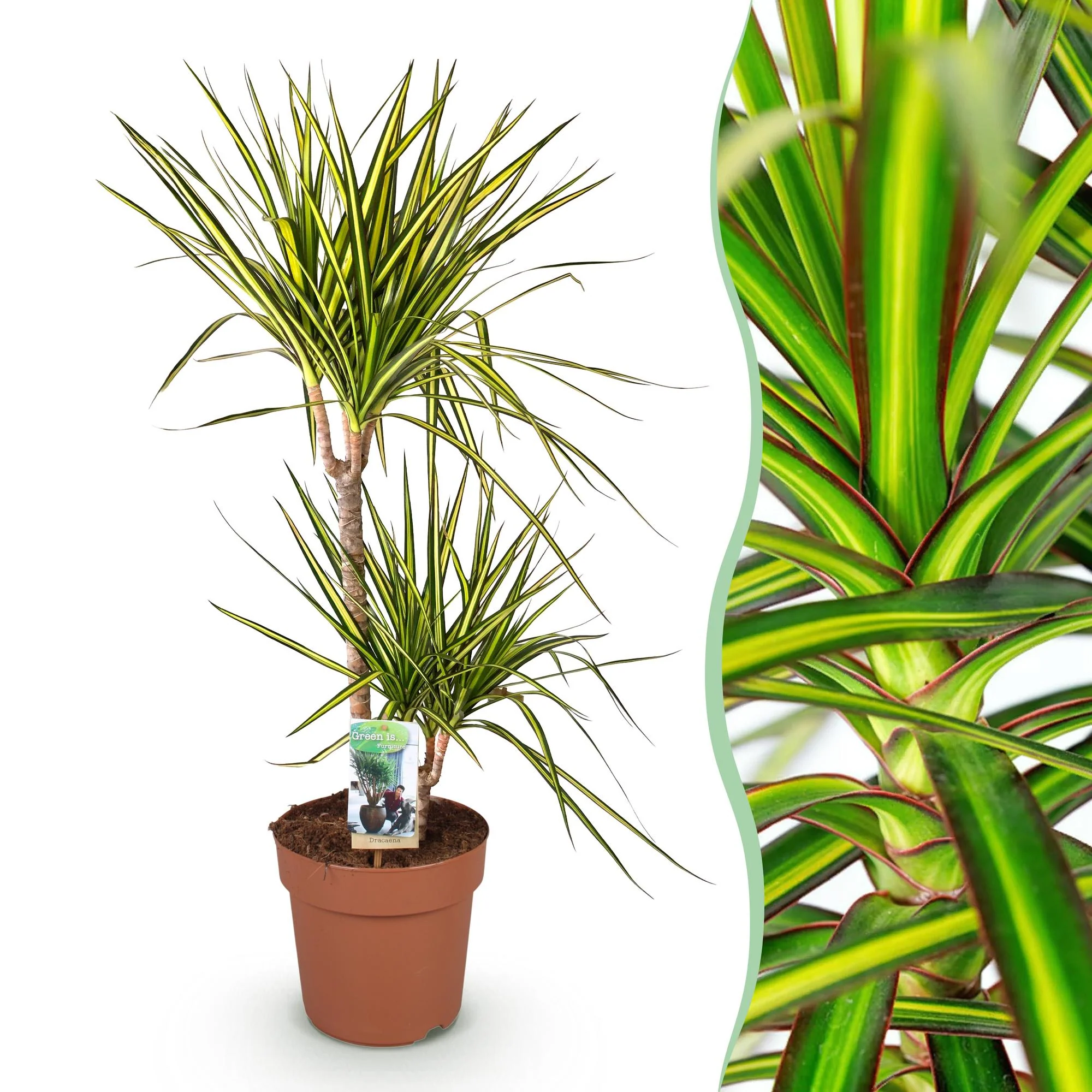 Plante D'Intérieur - Dracaena Sunray - Image 2