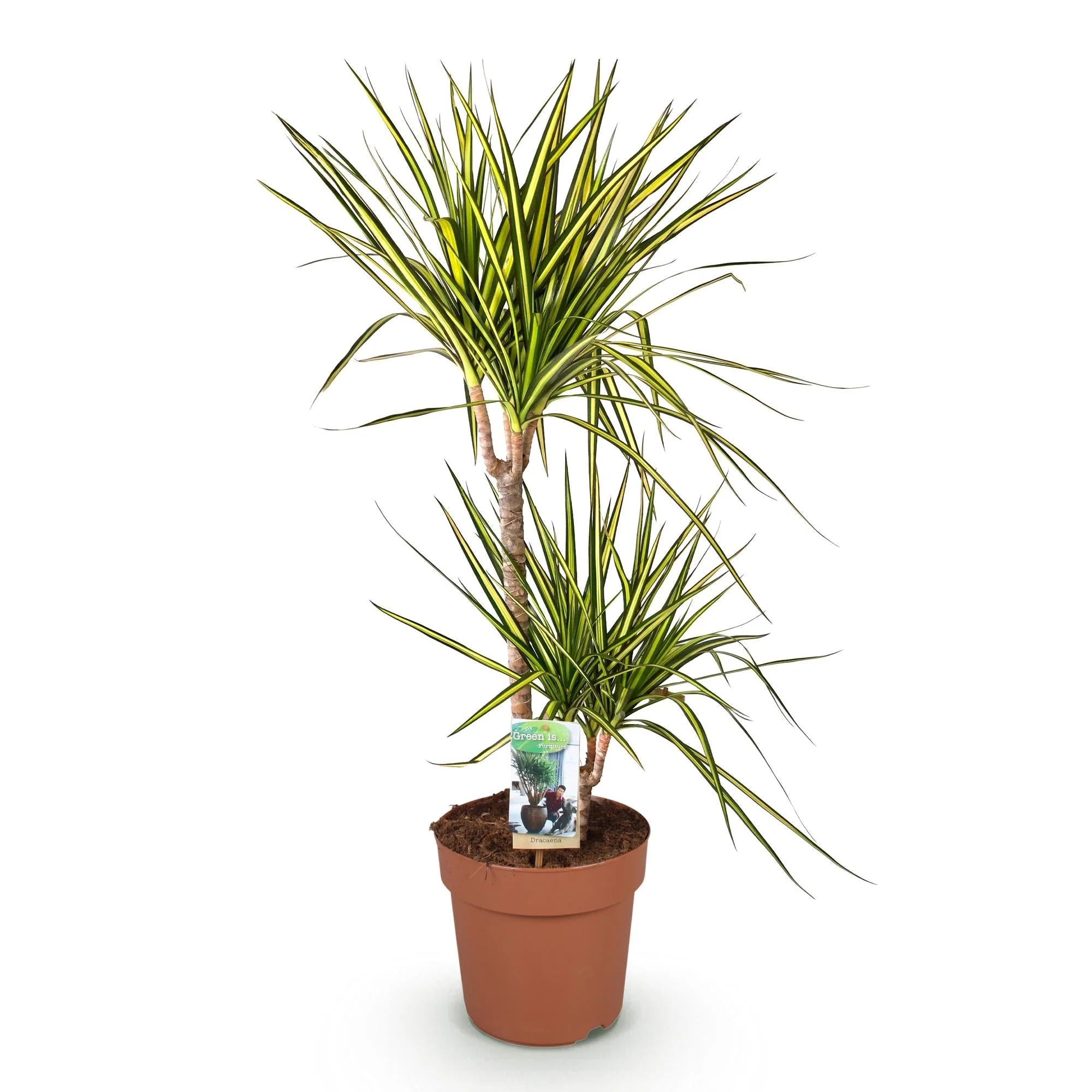 Plante D'Intérieur - Dracaena Sunray - Image 3
