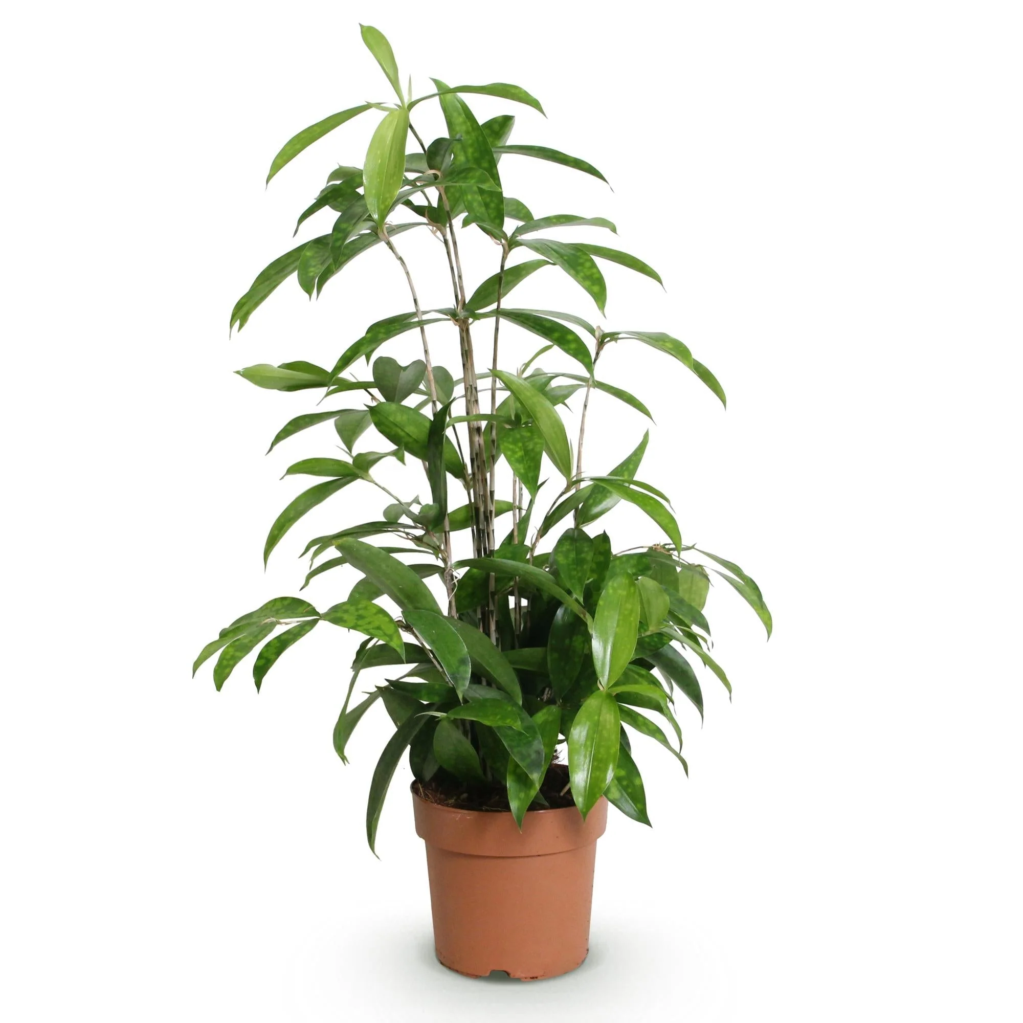 Plante D'Intérieur - Dracaena (Dracaena Surculosa) 'Dracaena Surculosa' - Image 3