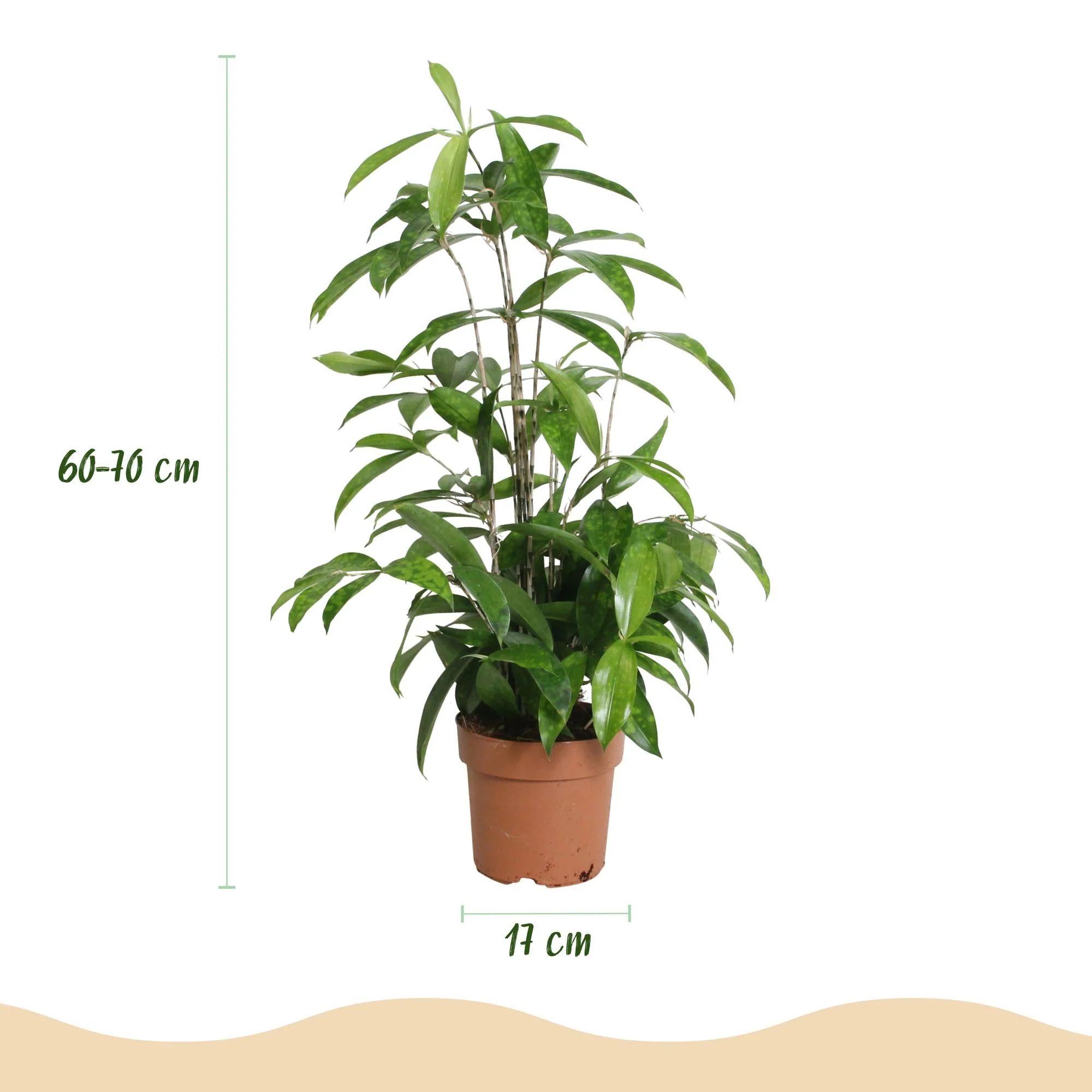 Plante D'Intérieur - Dracaena Surculosa – Lot De 2 – Hauteur 60-70 Cm - Image 4