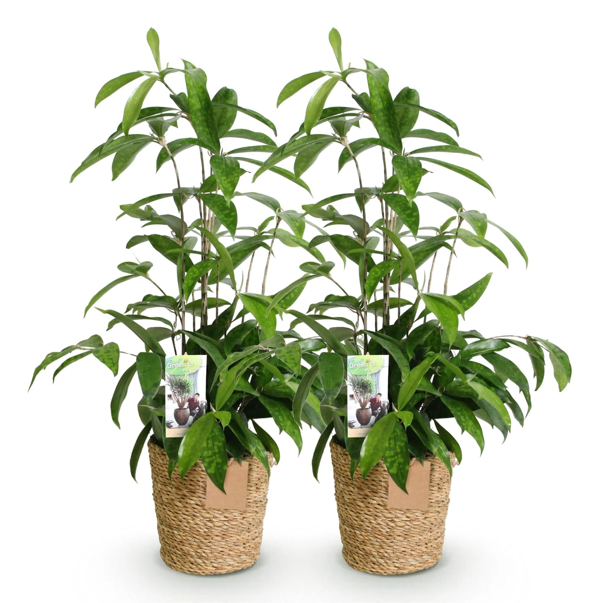 Plante D'Intérieur - Dracaena Surculosa – Lot De 2 – Pot 17 Cm – Hauteur 60-70 Cm - Image 2