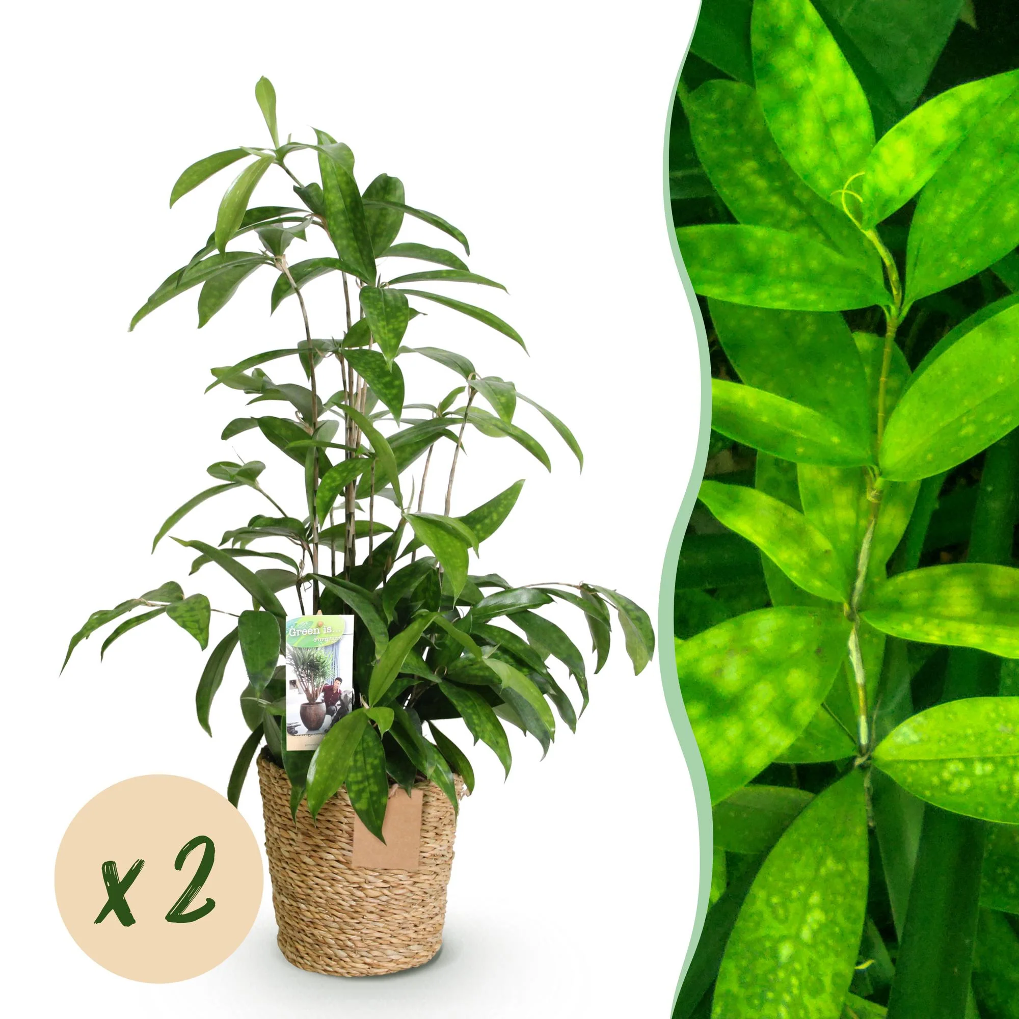 Plante D'Intérieur - Dracaena Surculosa – Lot De 2 – Pot 17 Cm – Hauteur 60-70 Cm - Image 4
