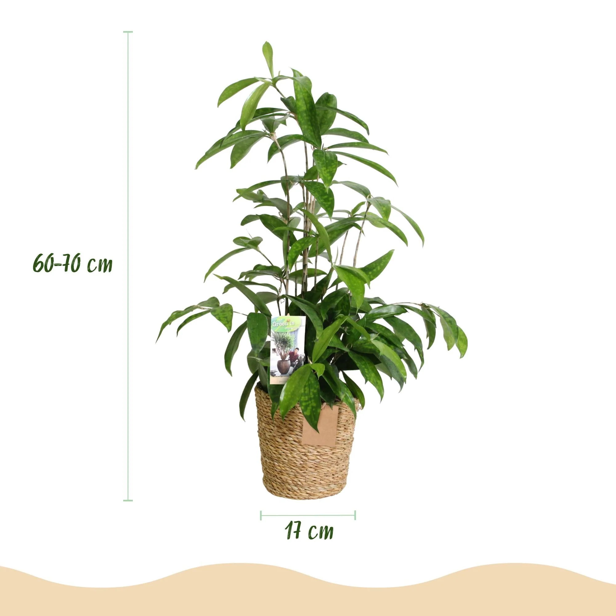 Plante D'Intérieur - Dracaena Surculosa – Lot De 2 – Pot 17 Cm – Hauteur 60-70 Cm - Image 5