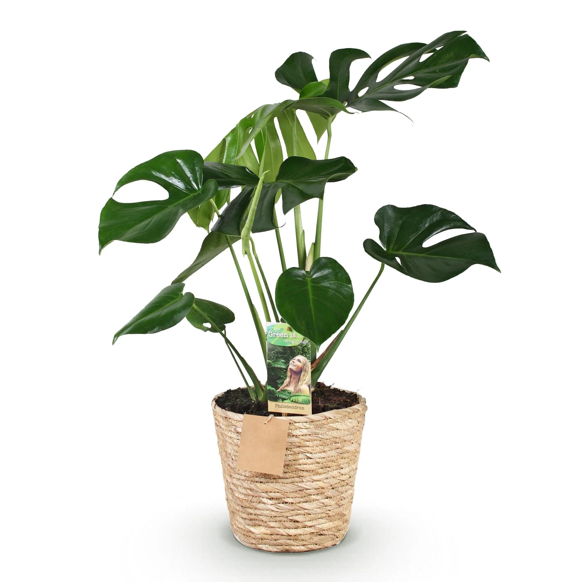 Plante D'Intérieur - Monstera Deliciosa Et Panier - Image 4
