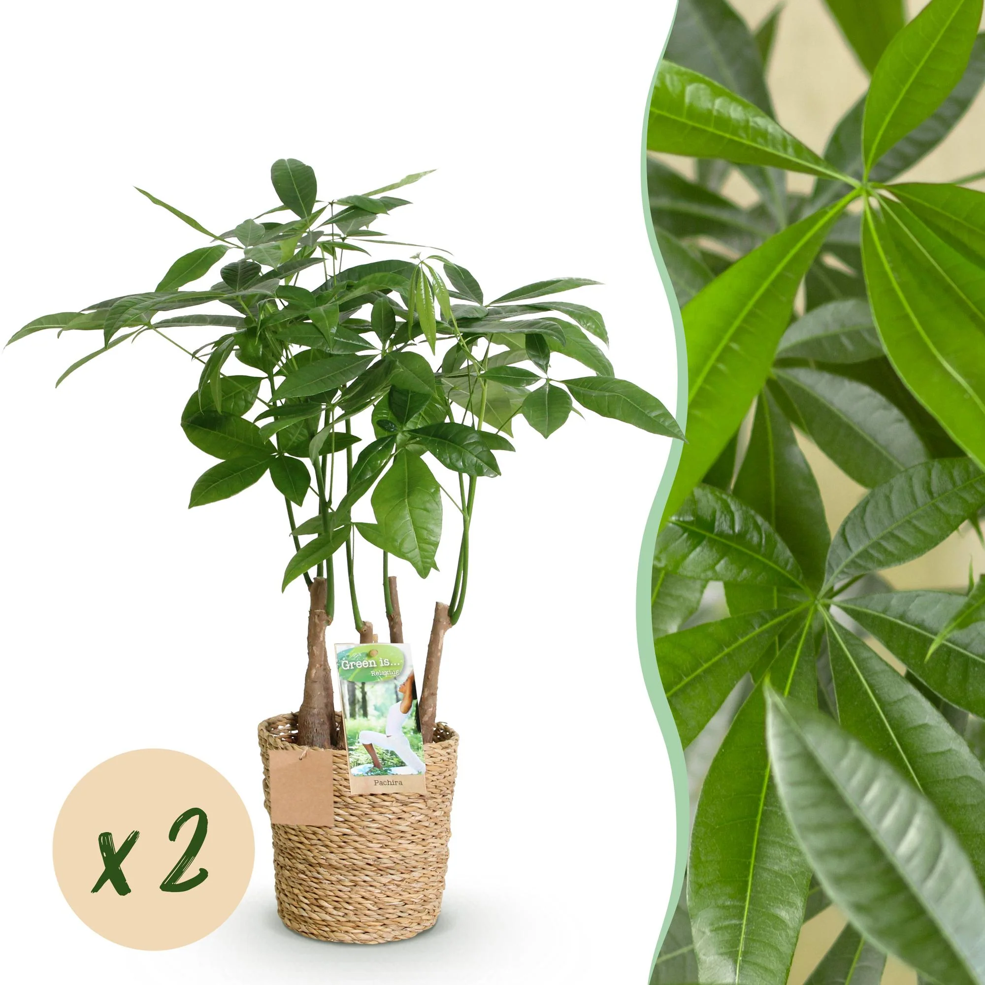 Plante D'Intérieur - Pachira Aquatica Multitronc – Lot De 2 – Pot 17 Cm - Image 2