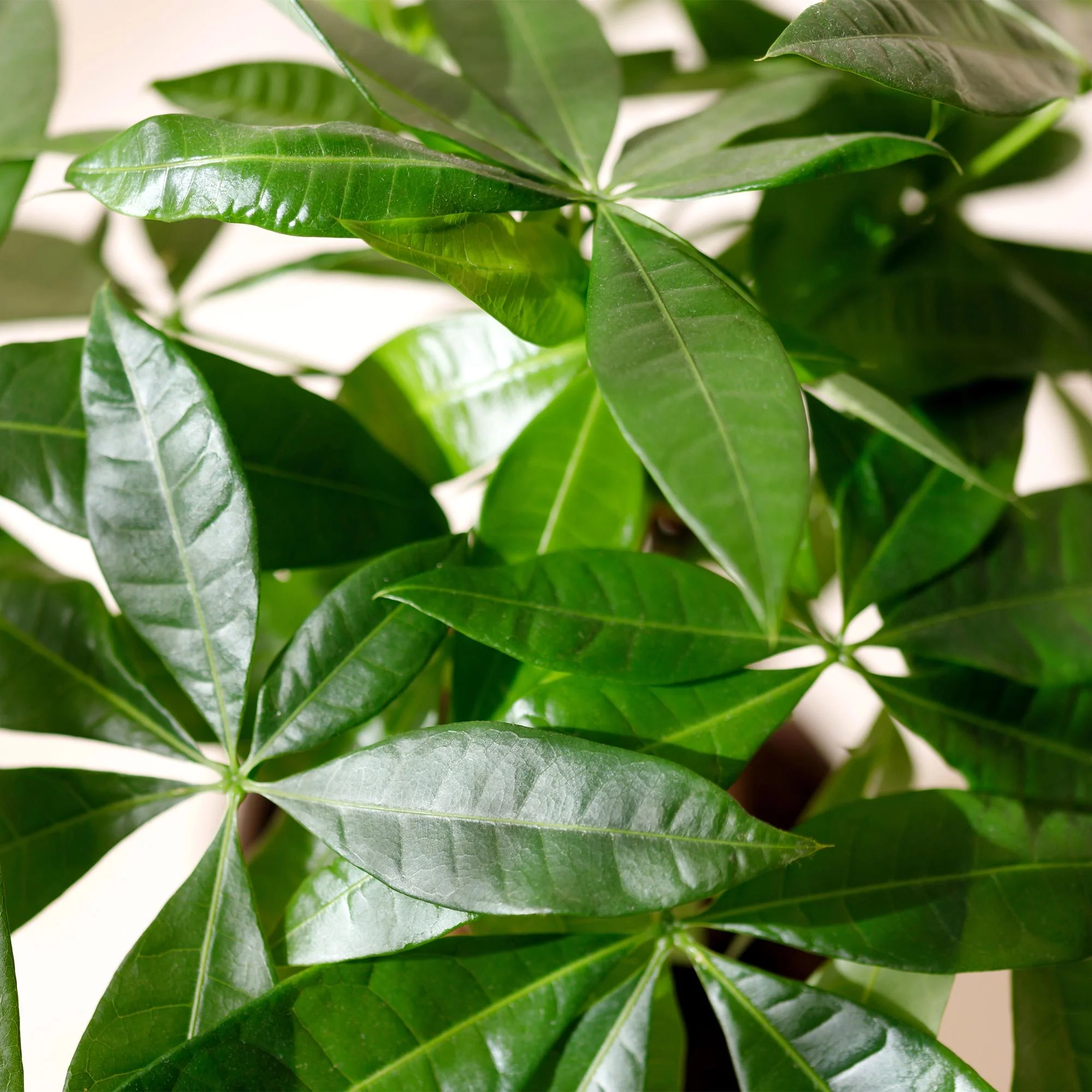 Plante D'Intérieur - Pachira Aquatica Et Panier - Image 5