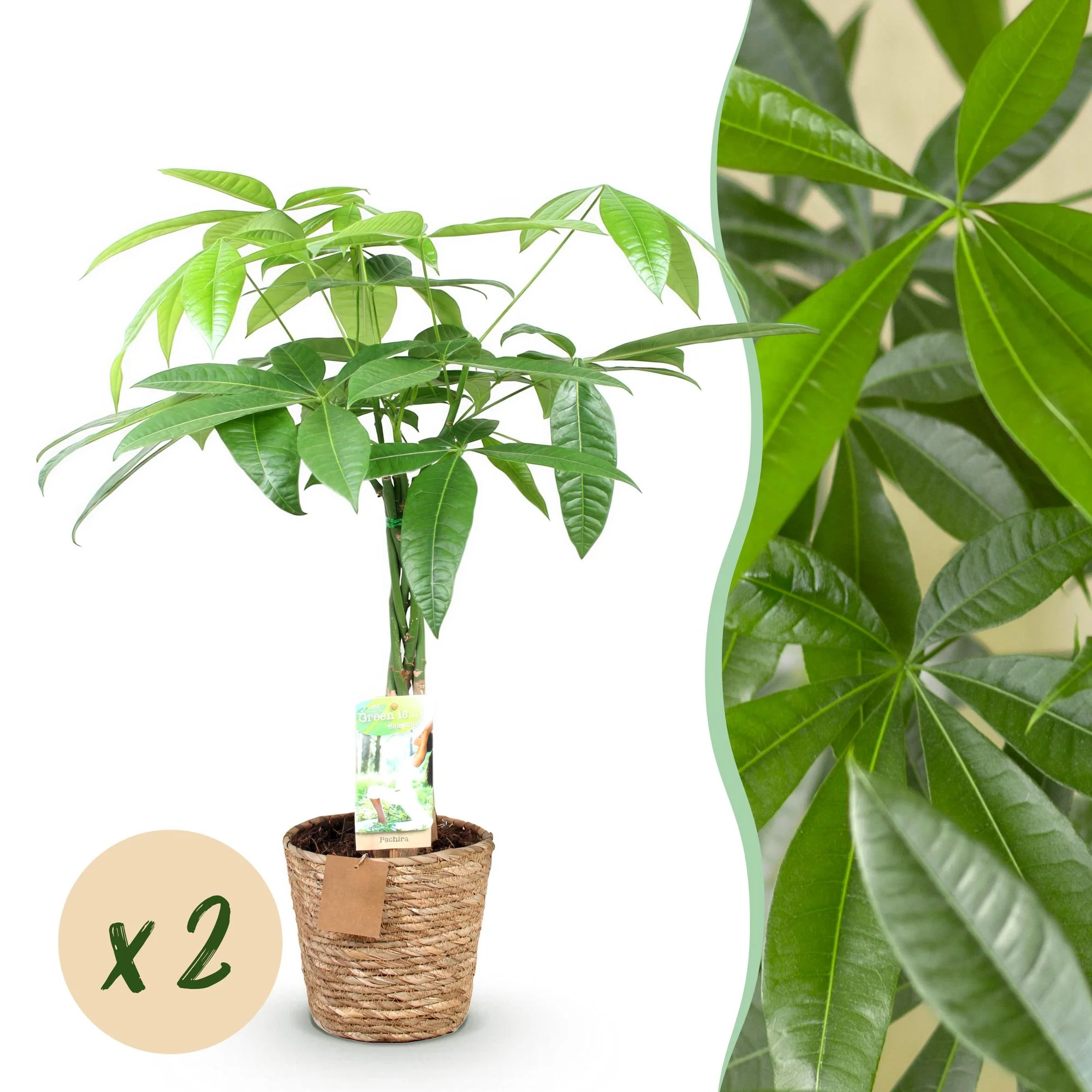 Plante D'Intérieur - Pachira Aquatica Tronc Tressé – Lot De 2 – Hauteur 60-70 Cm - Image 2