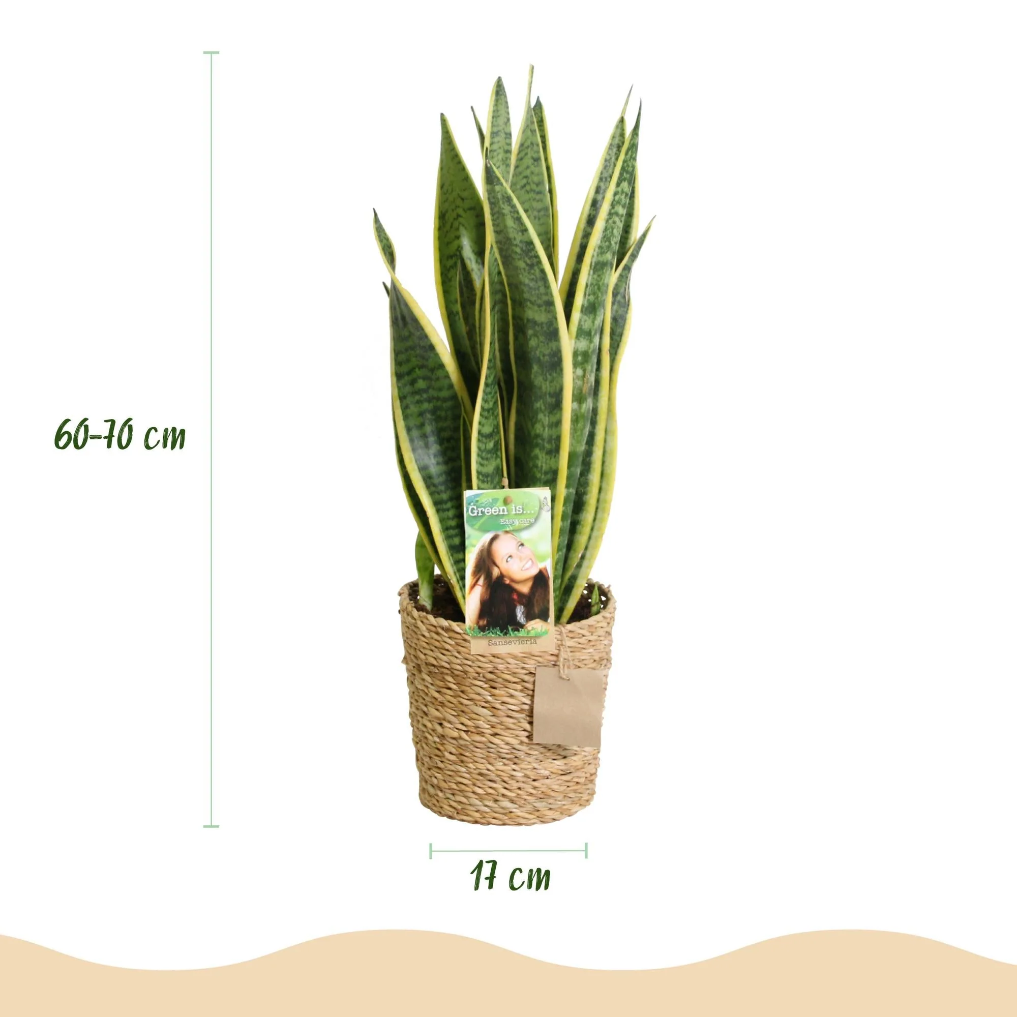 Plante D'Intérieur - Sanseveria Laurentii – Lot De 2 – Hauteur 60-70 Cm - Image 5