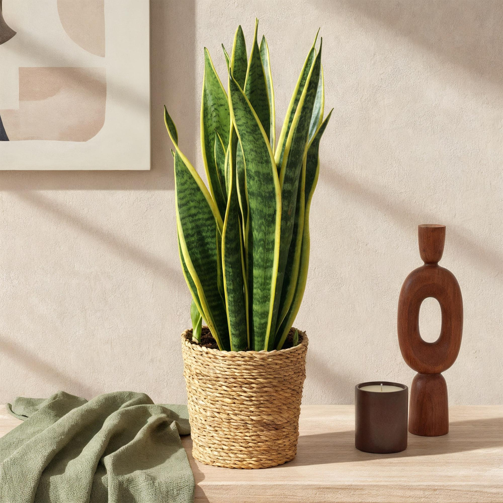 Plante D'Intérieur - Sansevieria Laurentii Et
