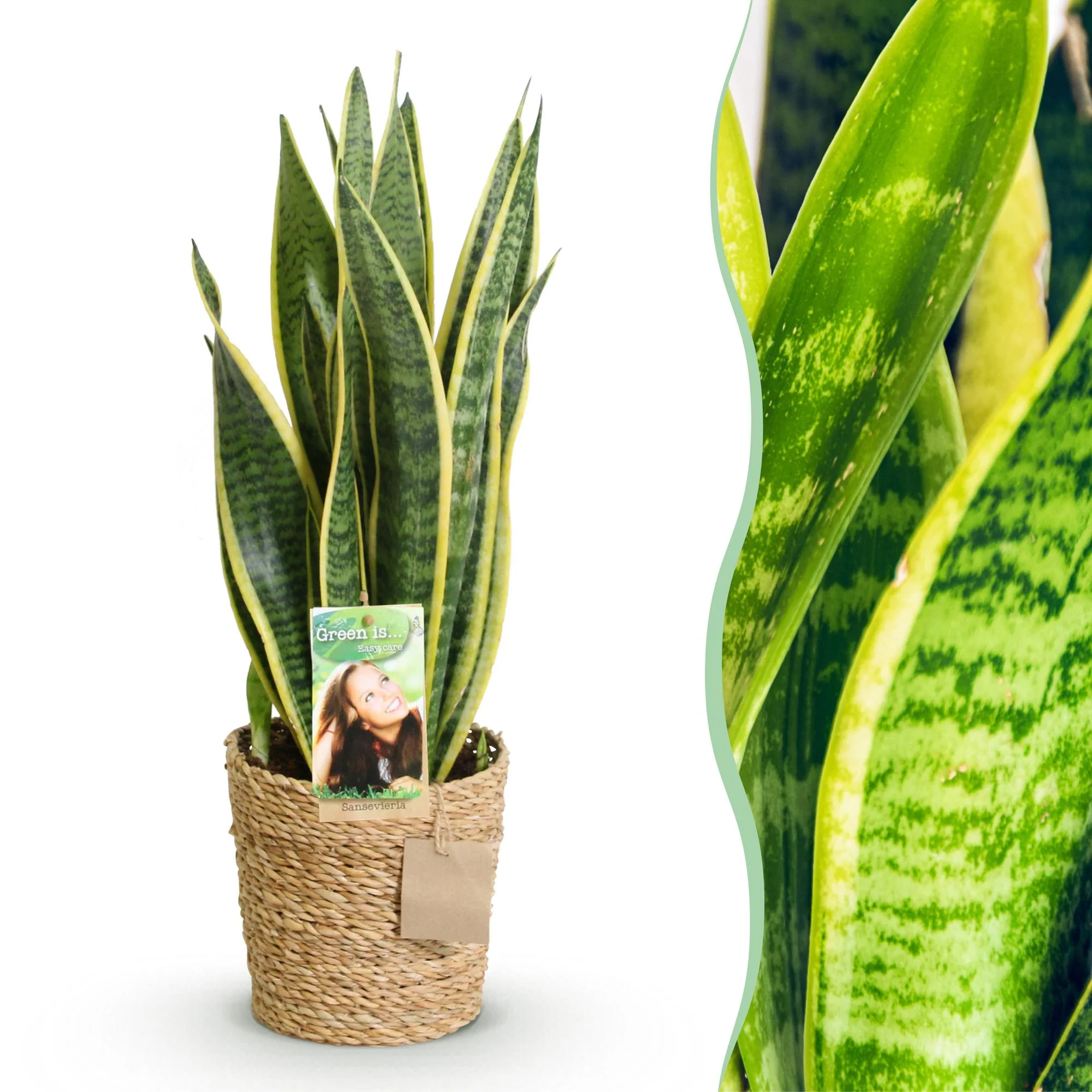 Plante D'Intérieur - Sansevieria Laurentii Et - Image 2
