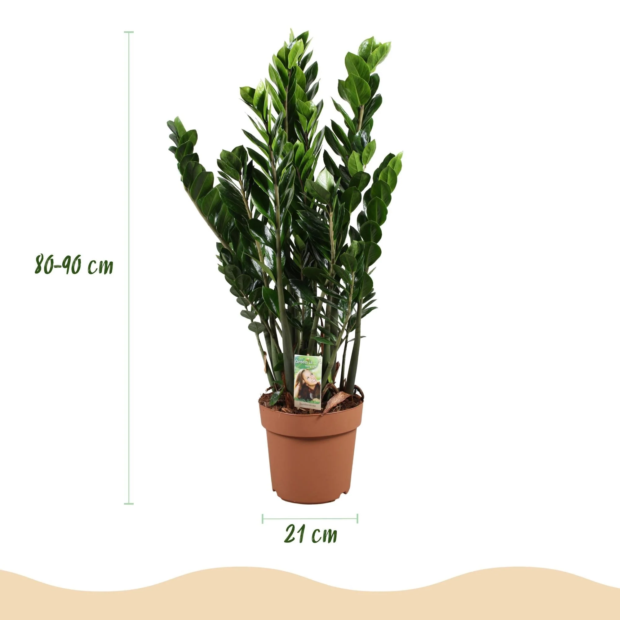 Plante D'Intérieur - Zamioculcas - Image 4