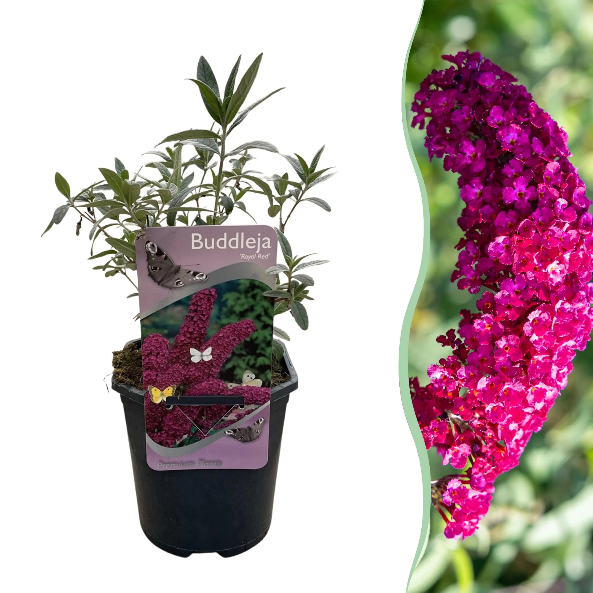 Plante D'Extérieur - Arbre Aux Papillons (Buddleja Davidii) 'Royal Red'