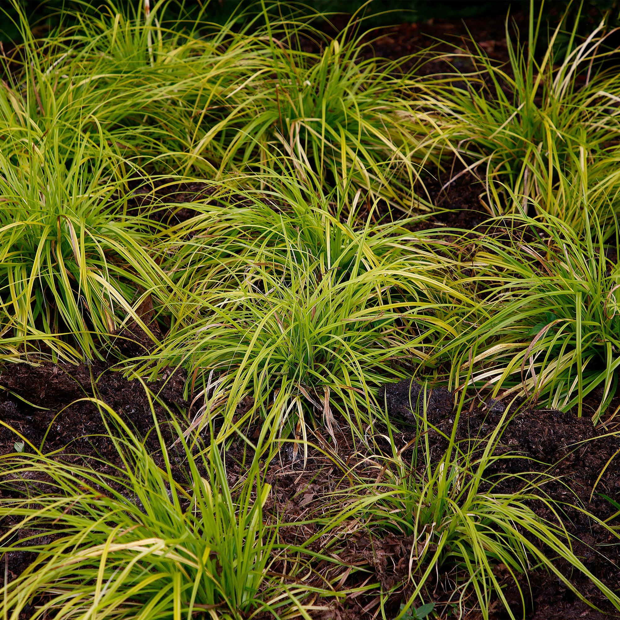 Plante D'Extérieur - Laîche Du Japon (Carex Oshimensis) 'Everillo' - Image 5